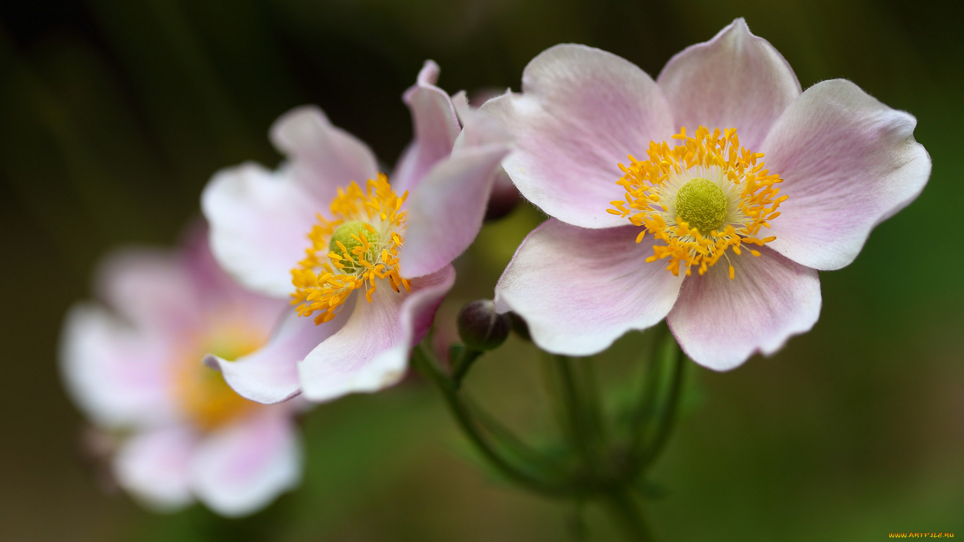 цветы, анемоны, , сон-трава, цветок, цветение, лепестки, розовый