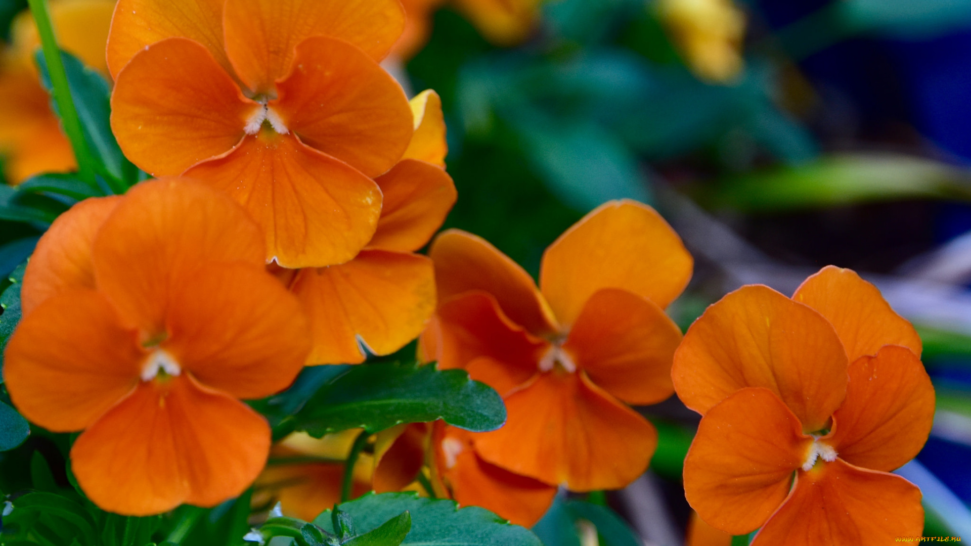 цветы, анютины, глазки, , садовые, фиалки, оранжевый, цветение, лето