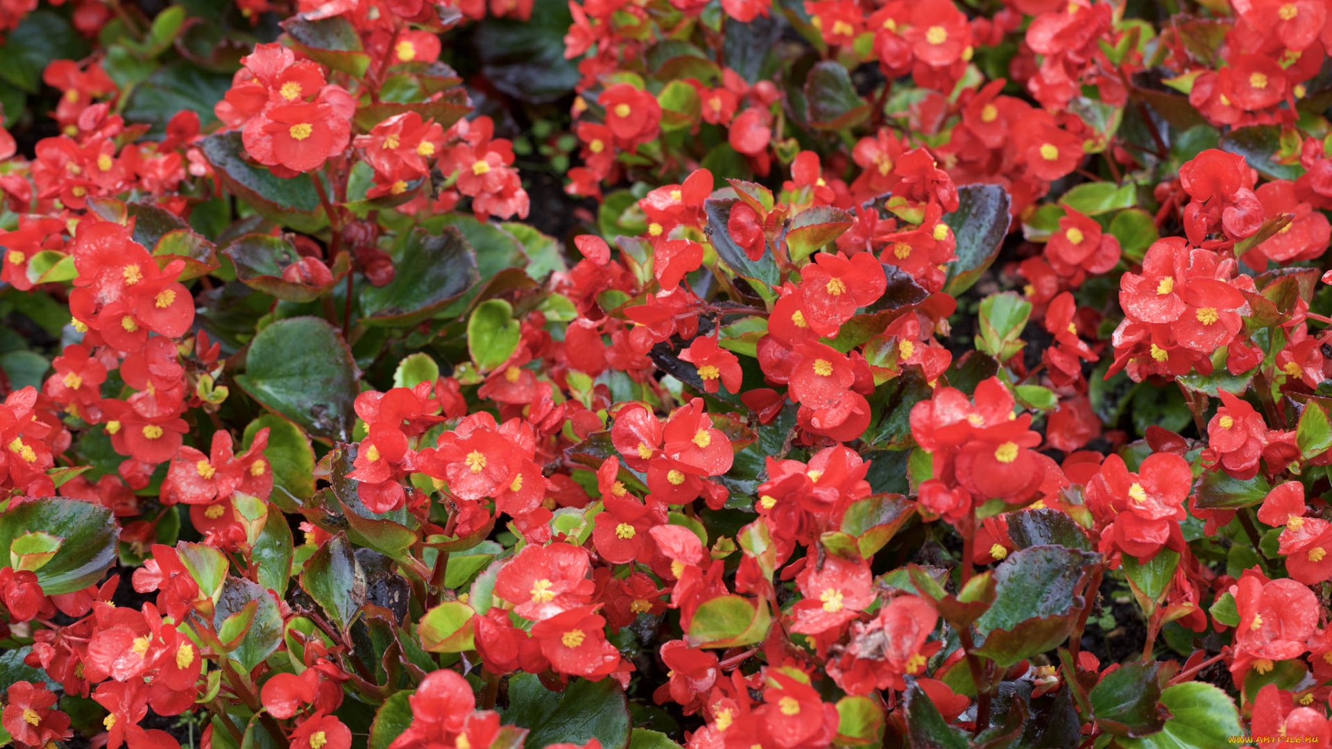 цветы, бегония, листья, лепестки, кустики, розовый, лето, цветение