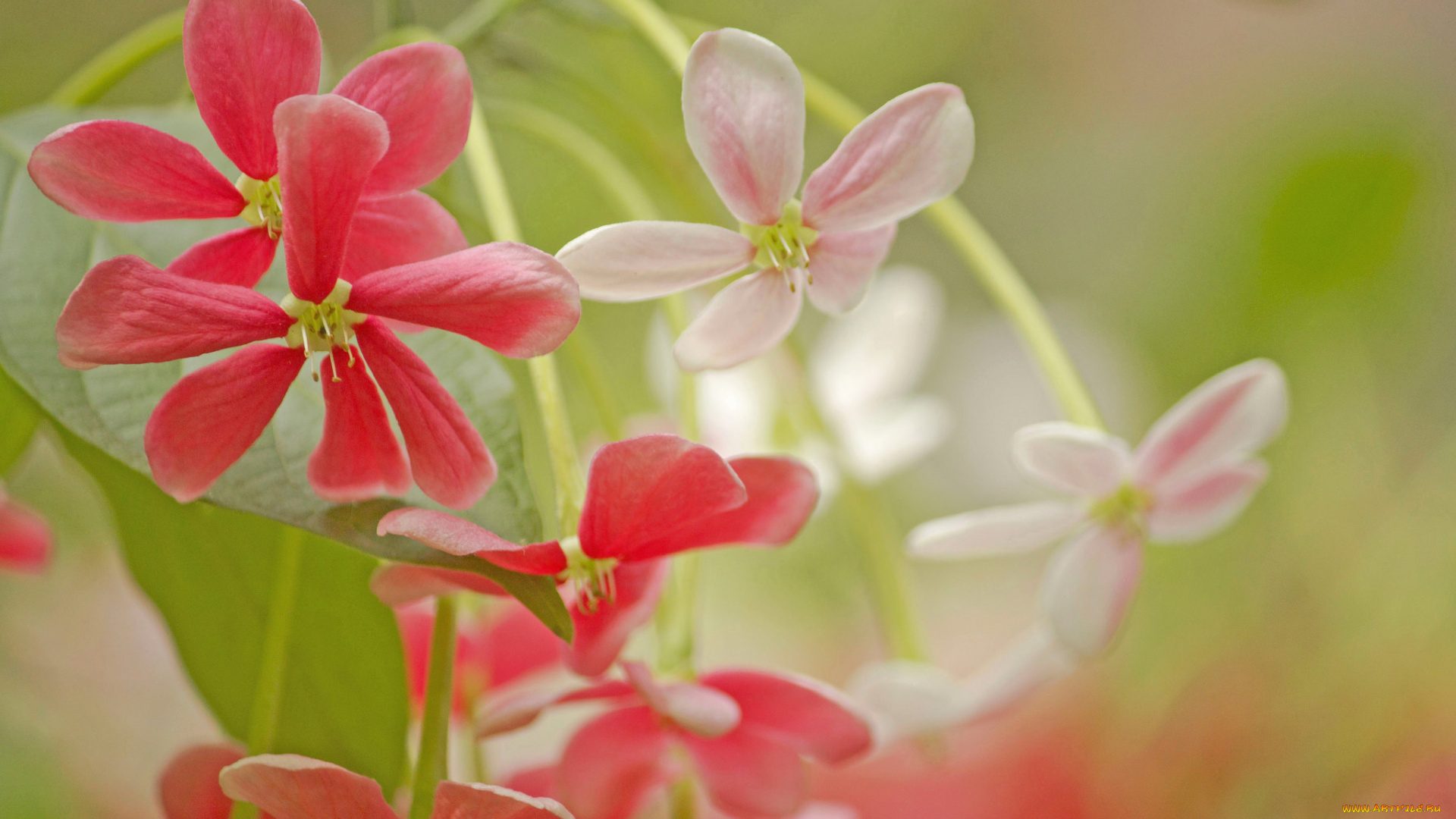 цветы, цветение, розово-красный, цветок, лепестки