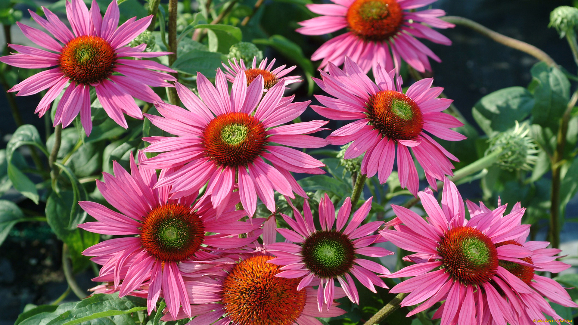 цветы, эхинацея, боке, лепестки, цветение