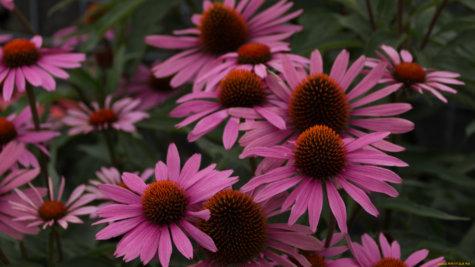 цветы, эхинацея, розовый, лепестки, цветение