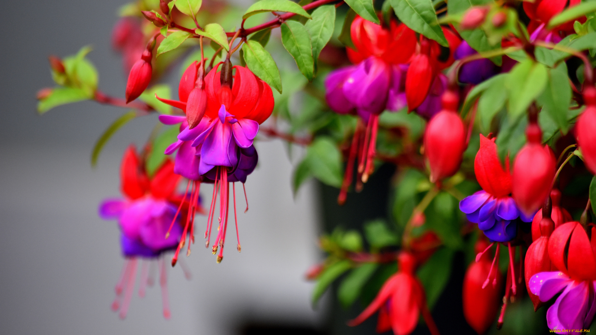 цветы, фуксия, тычинки, цветение, разбитое, сердце
