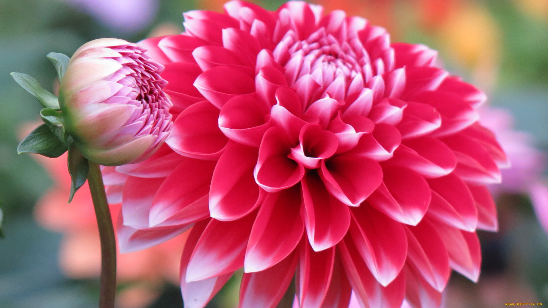 цветы, георгины, цветение, георгин, бутоны, лепестки