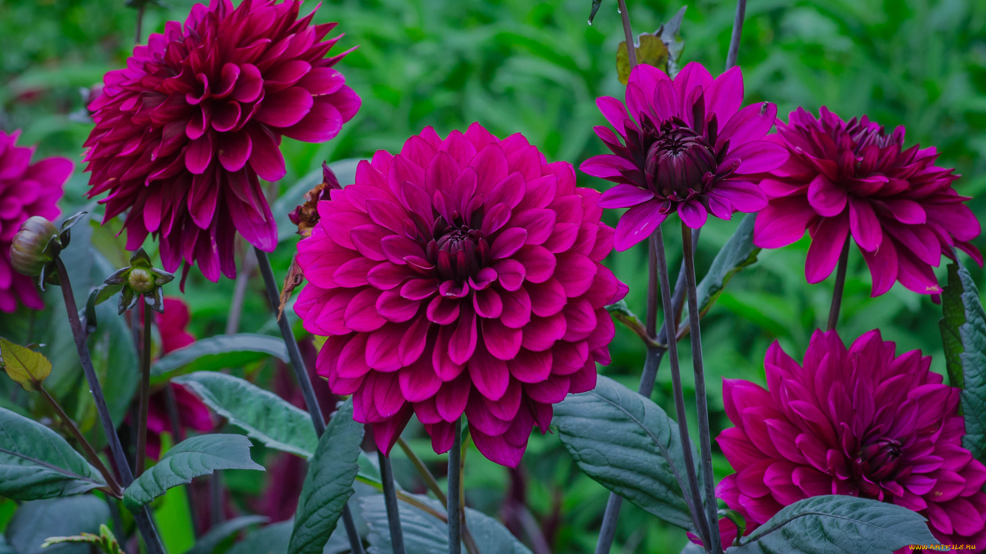 цветы, георгины, георгин, цветение, бутоны, лепестки