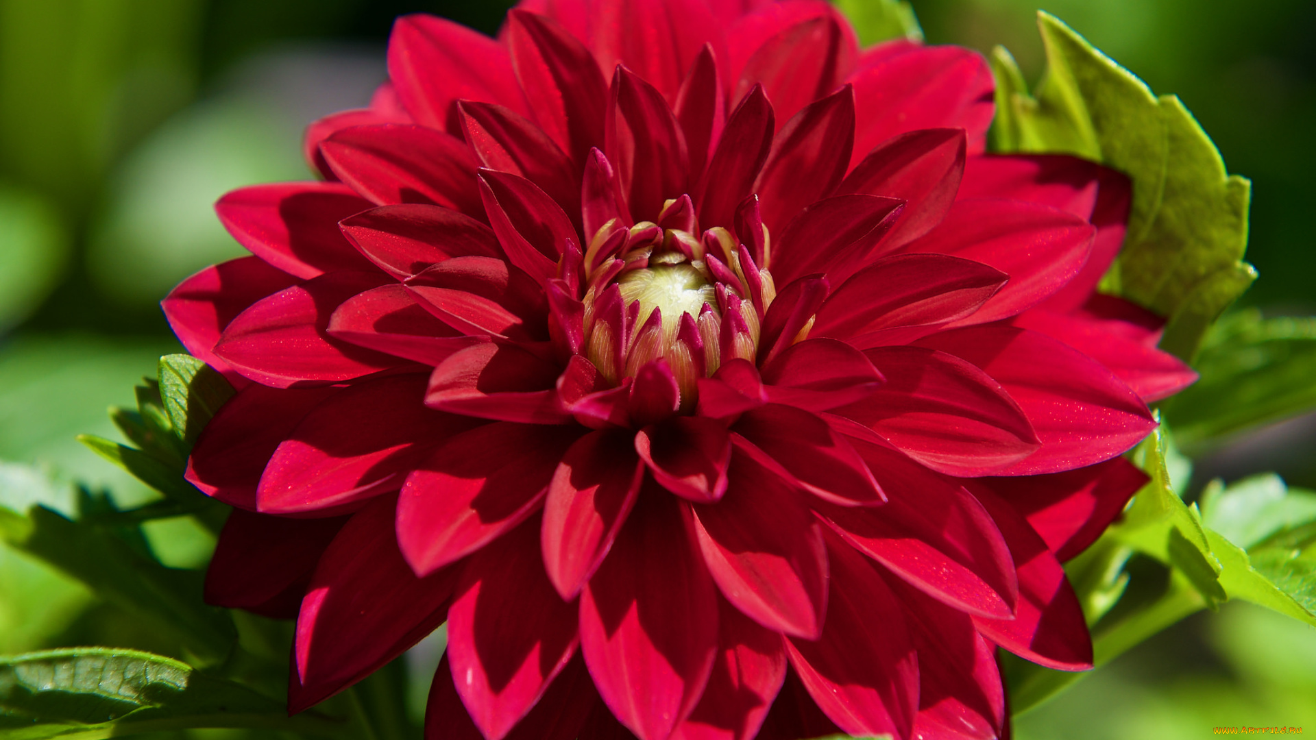 цветы, георгины, георгин, красный, желтый, листья, бутоны, лепестки, dahlia, red, yellow, leaves, buds, petals