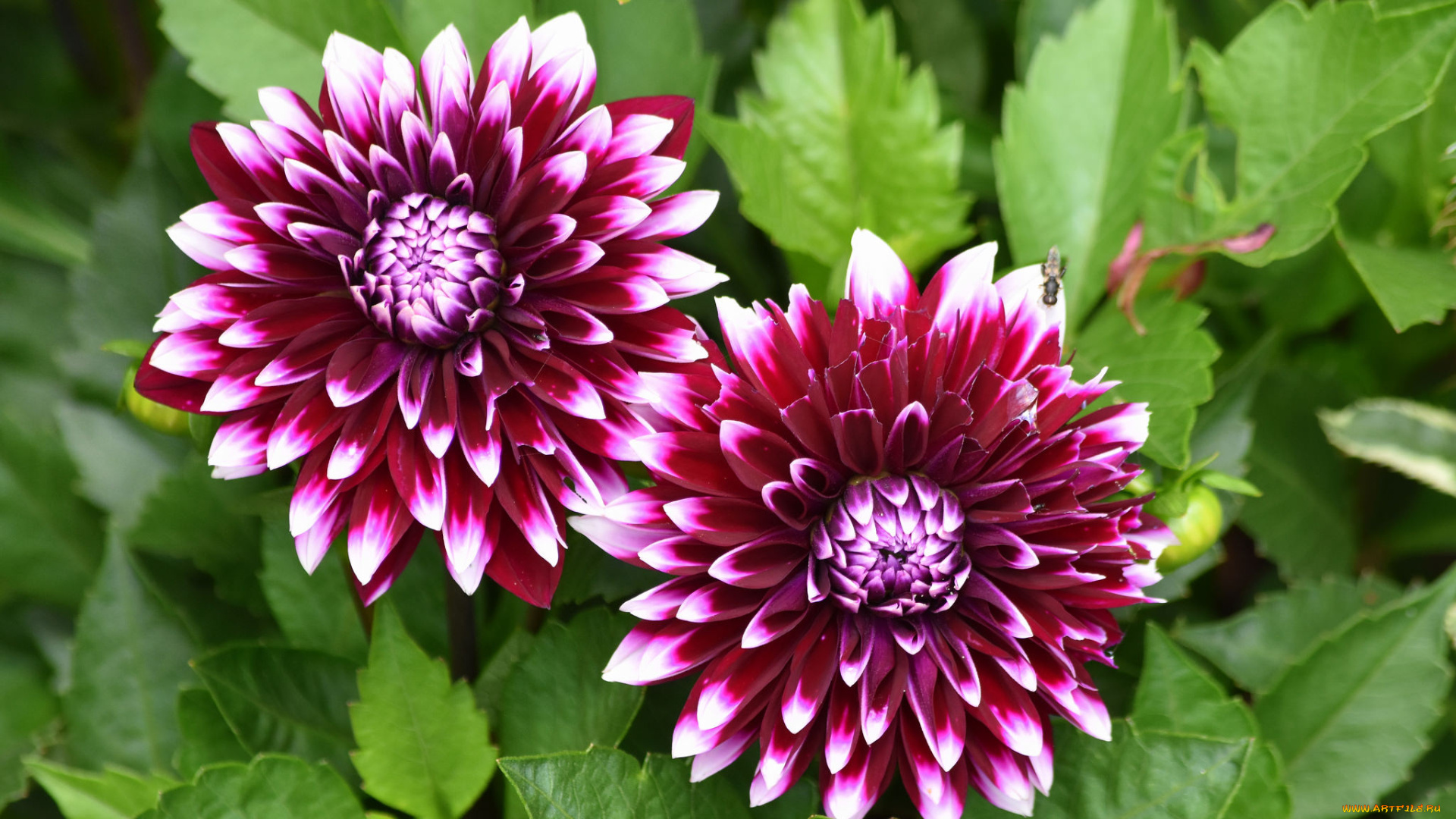 цветы, георгины, осень, бутоны, цветение, лепестки, георгин