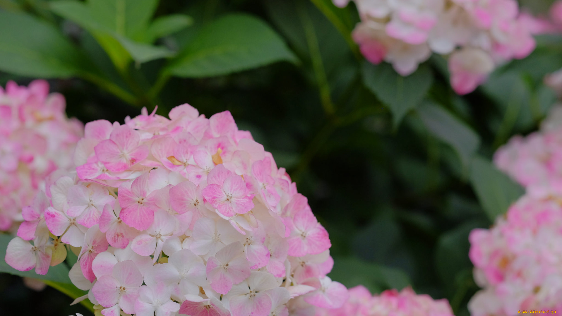 цветы, гортензия, цветение, куст