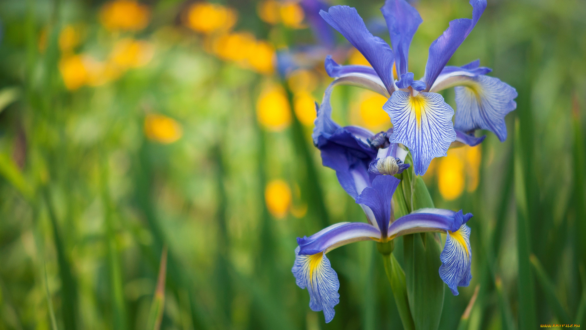 цветы, ирисы, природа, ирис, луг, лепестки
