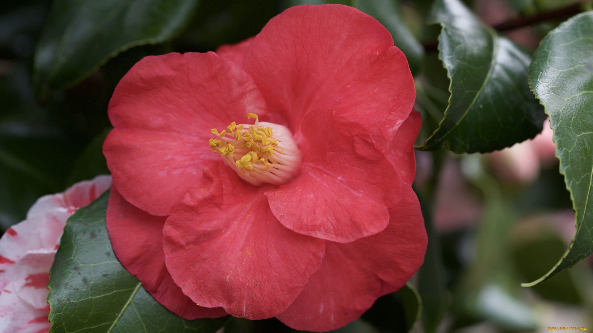 цветы, камелии, камелия, листья, кустарник, цветение, бутон