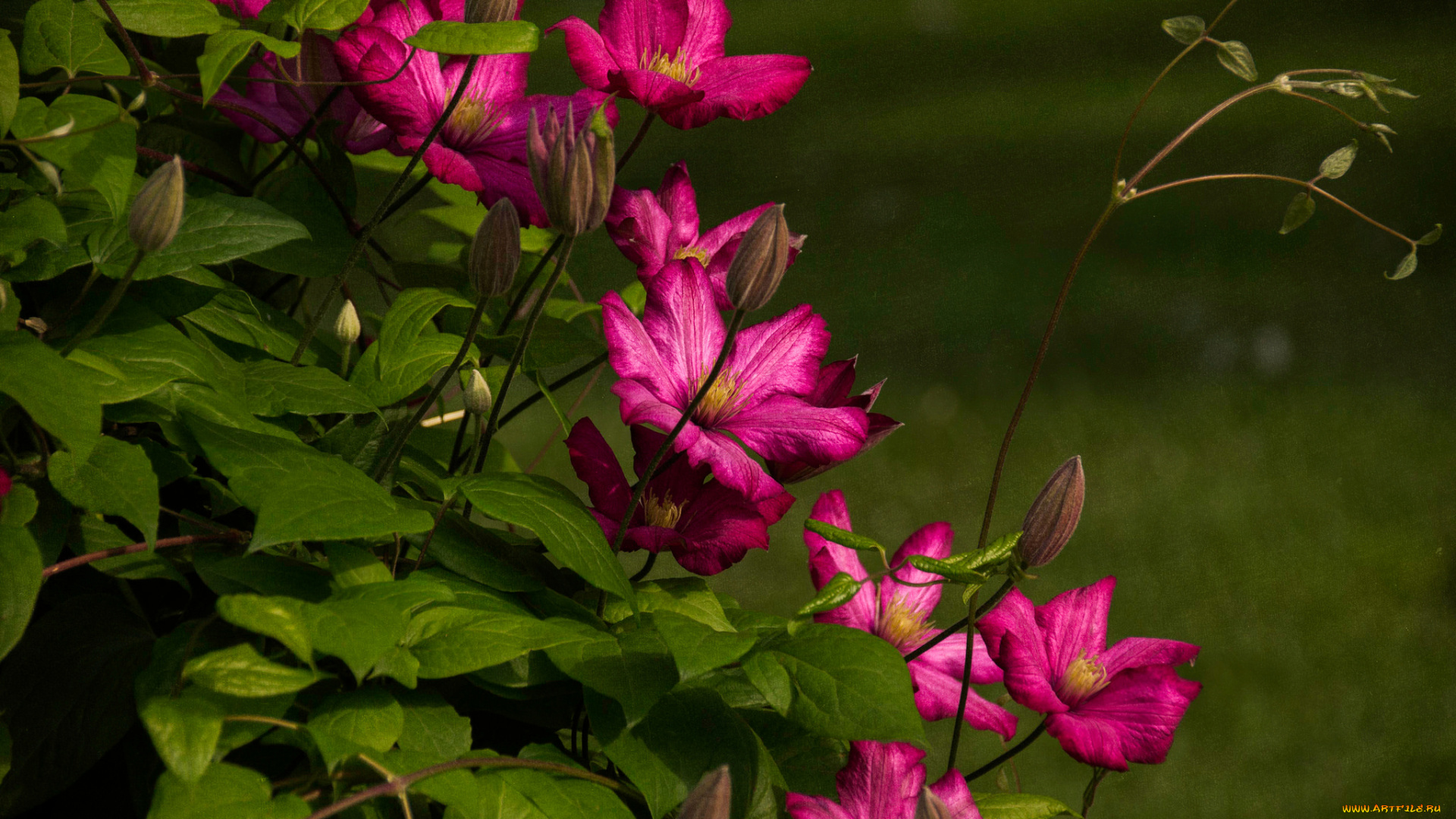 цветы, клематис, , ломонос, листья, куст, цветение, клематис