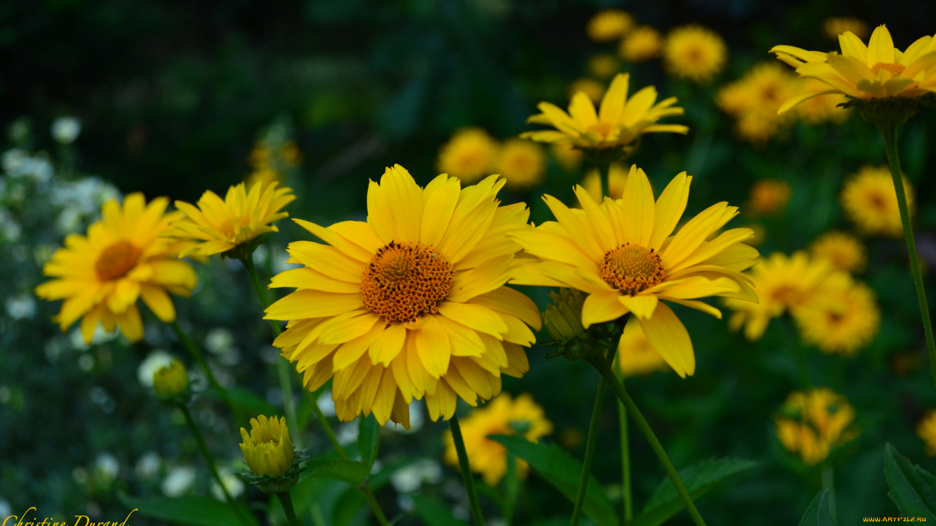 цветы, лето, цветение, листья, лепестки, желтый