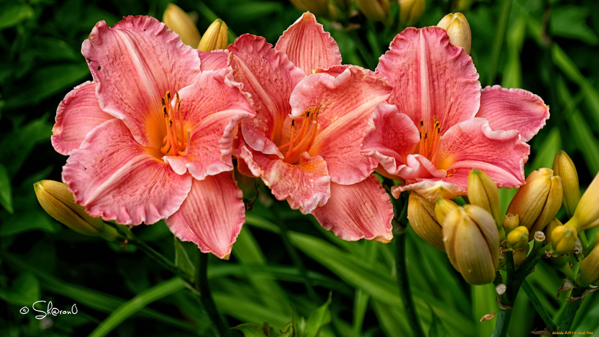 цветы, лилии, , лилейники, цветение, бутоны, лилия