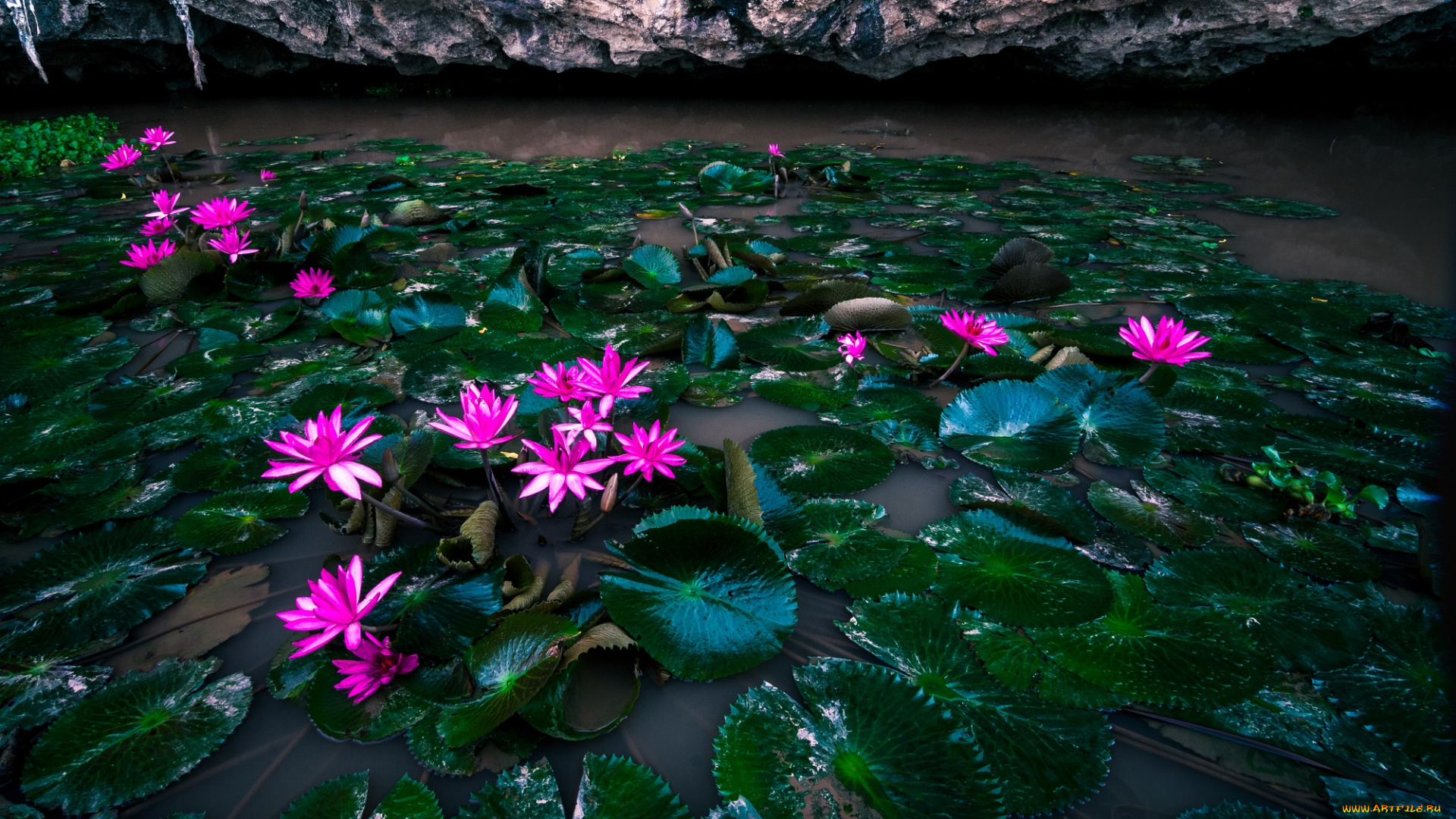 цветы, лилии, водяные, , нимфеи, , кувшинки, вода, листья, водяные, лилии