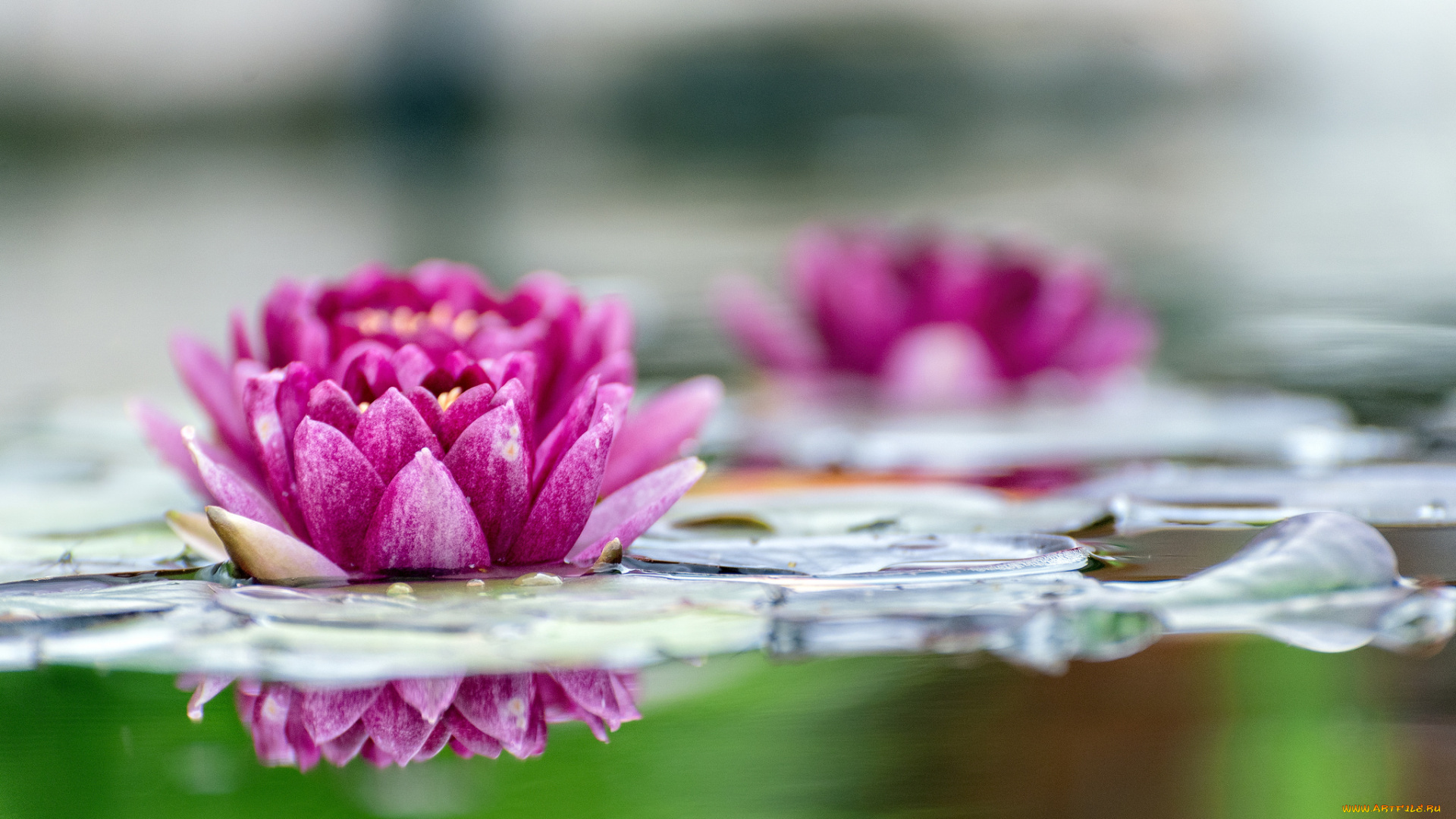 цветы, лилии, водяные, , нимфеи, , кувшинки, водяные, лилии, листья, вода