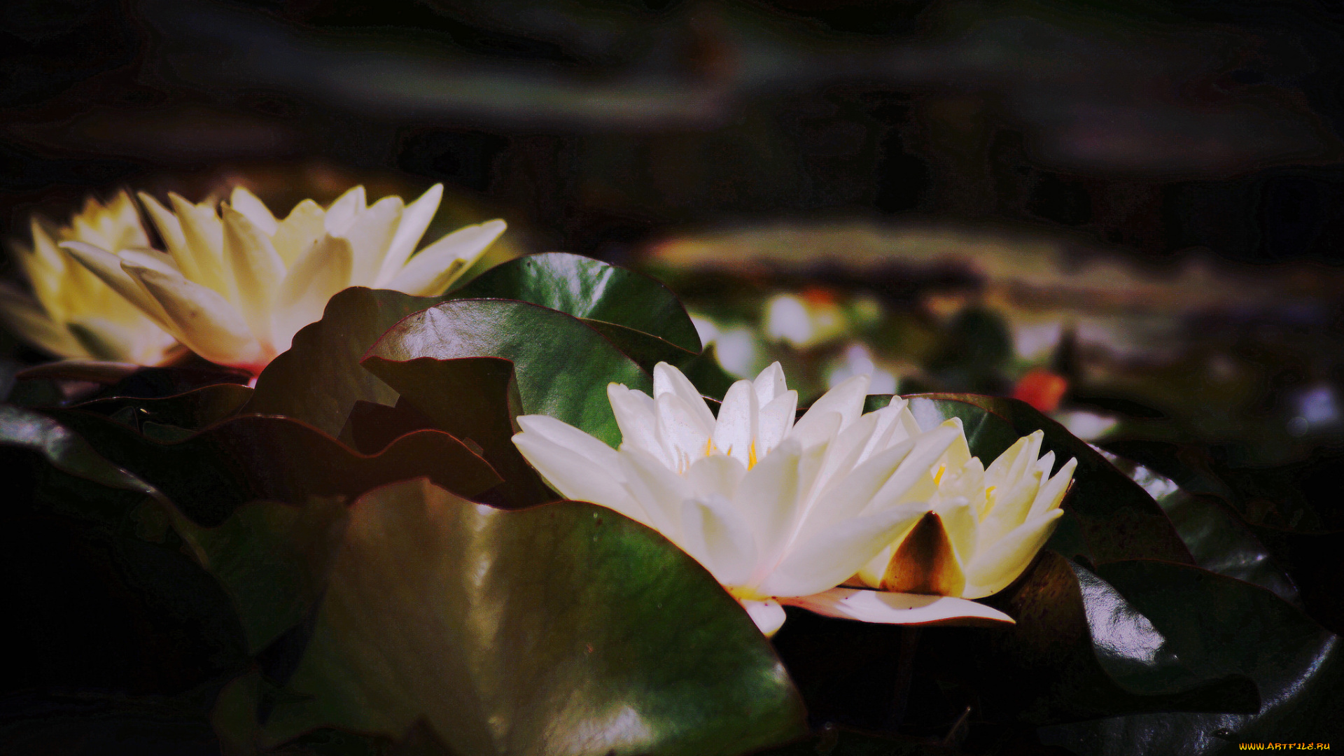 цветы, лилии, водяные, , нимфеи, , кувшинки, водяная, лилия, листья, вода