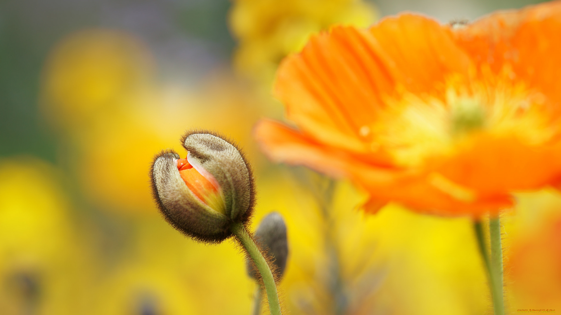 цветы, маки, мак, цветок, цветение, цвет, лето