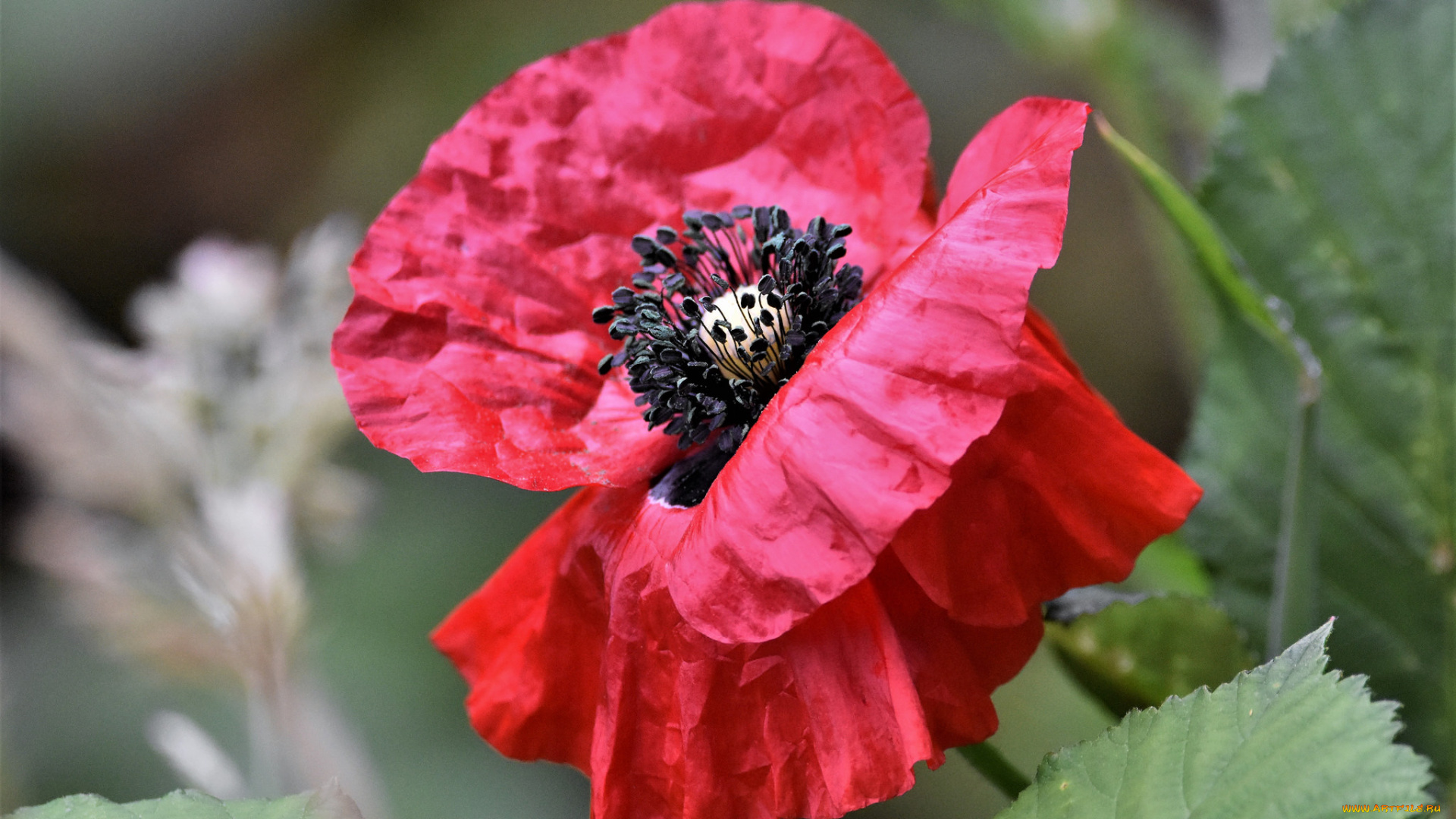 цветы, маки, мак, цветок, цветение, лето