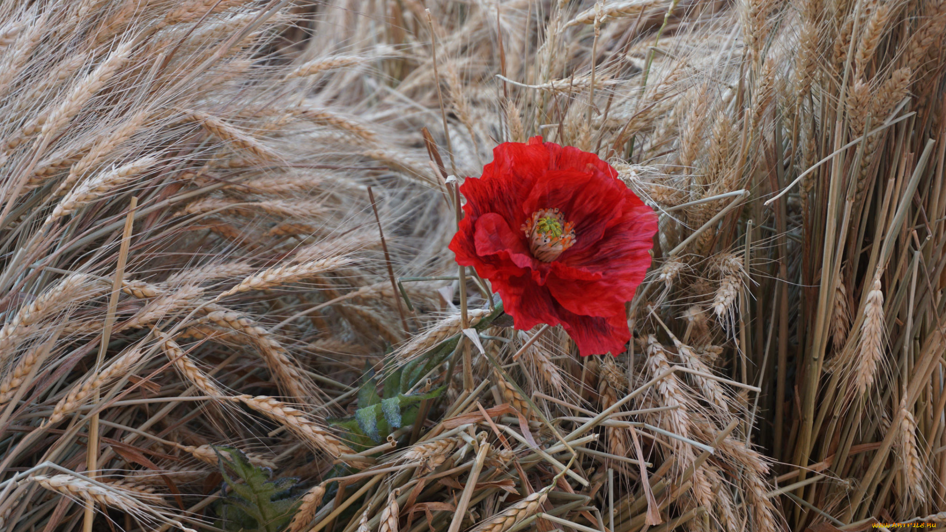 цветы, маки, мак, лето, цвет, цветение, цветок