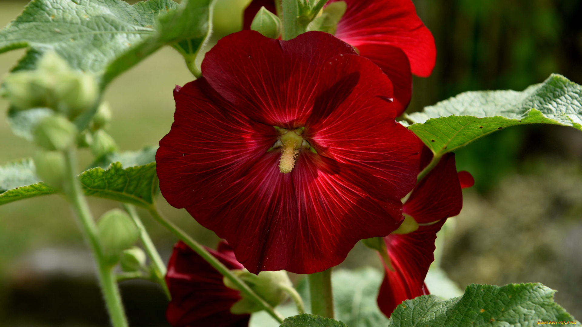 цветы, мальвы, мальва, бутон, цветение