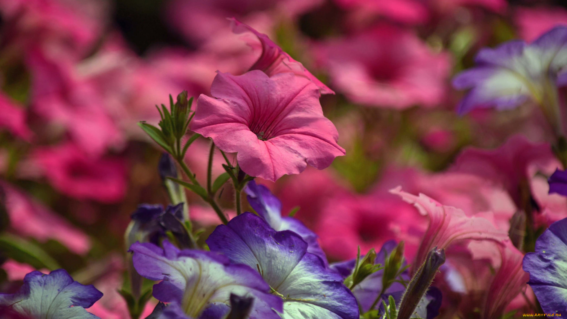 цветы, петунии, , калибрахоа, цветки, кус, цветение, петуния