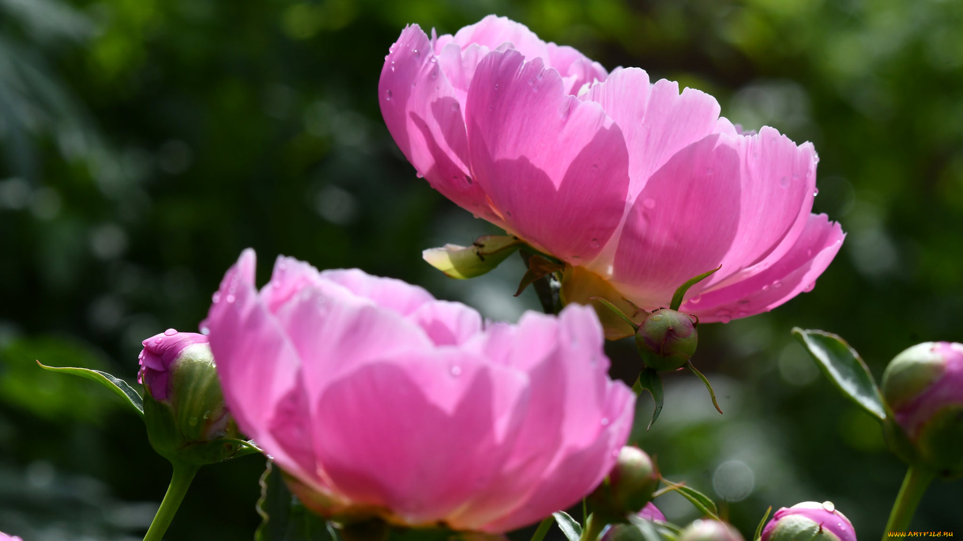 цветы, пионы, бутон, цветение, пион, листья, лепестки