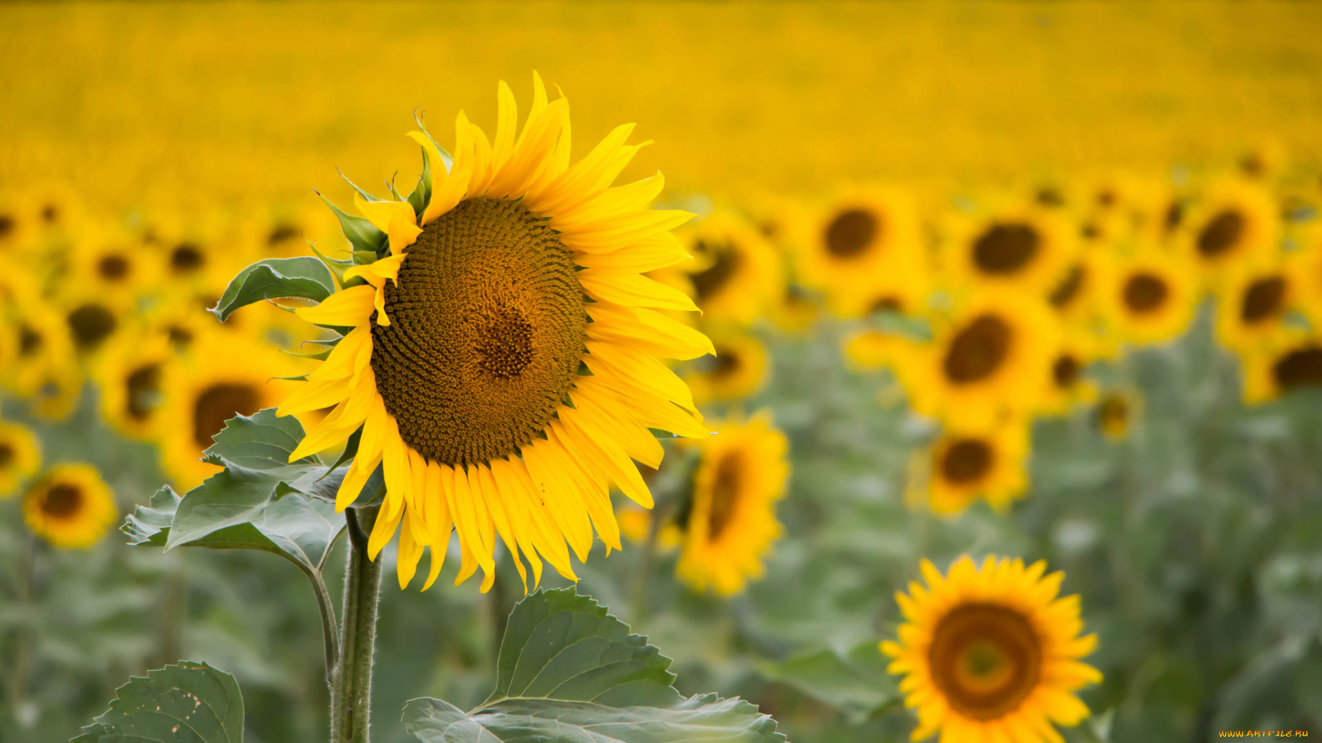 цветы, подсолнухи, подсолнух, цветки, лепестки, цветение