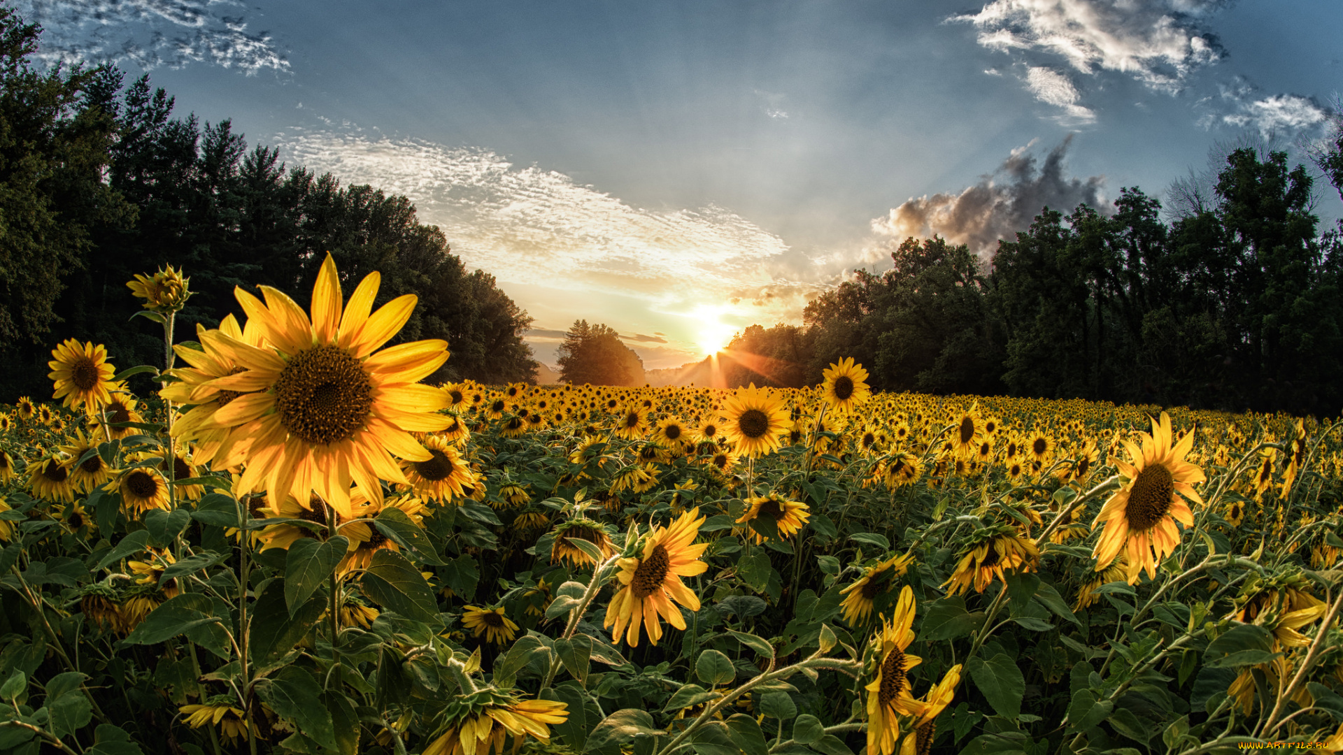 цветы, подсолнухи, рассвет