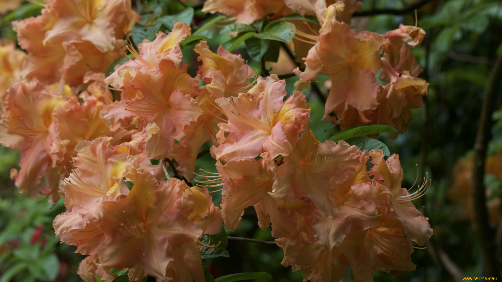 цветы, рододендроны, , азалии, азалия, ветка, листья