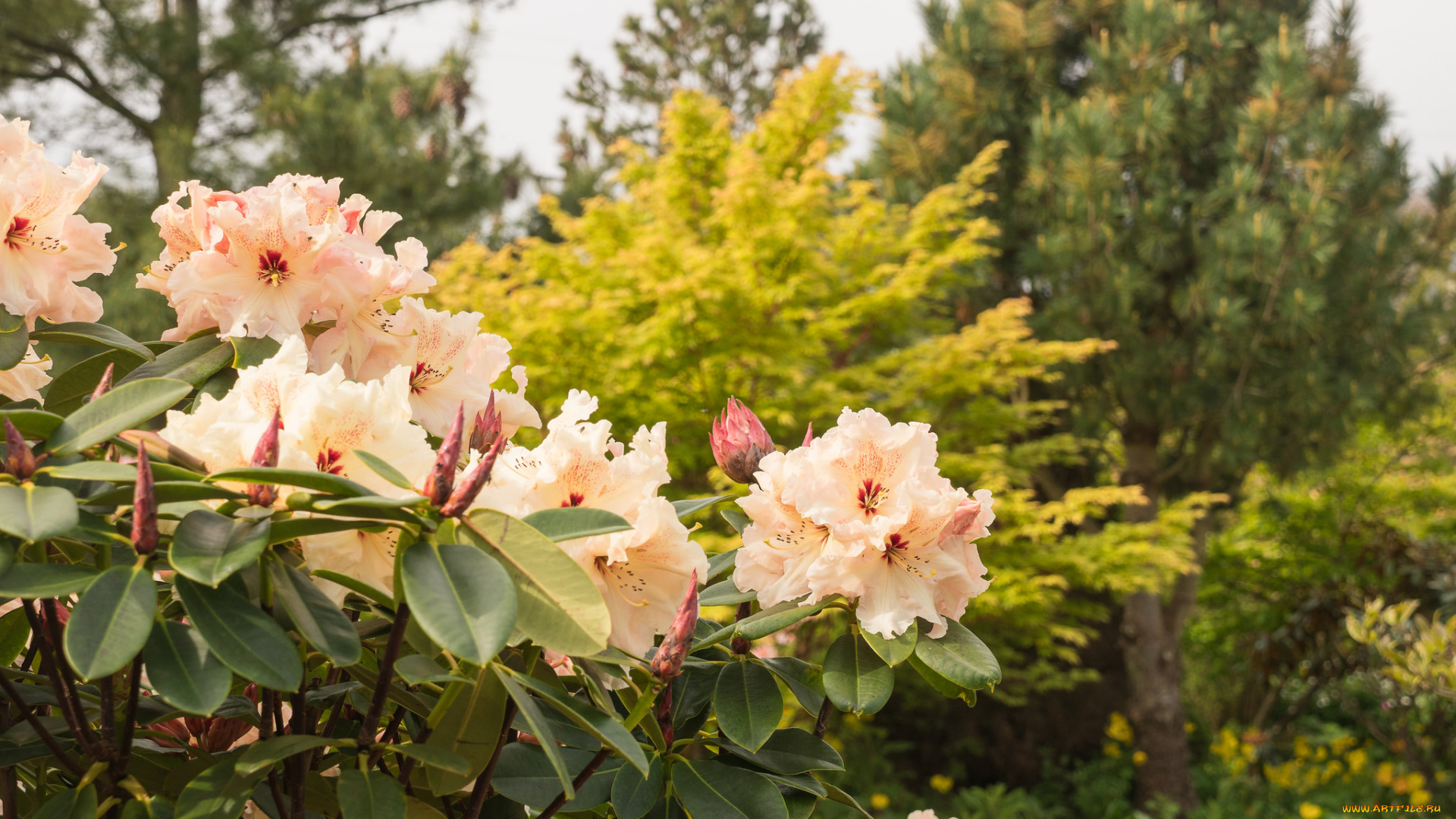 цветы, рододендроны, , азалии, куст, цветение, нежно-розовый