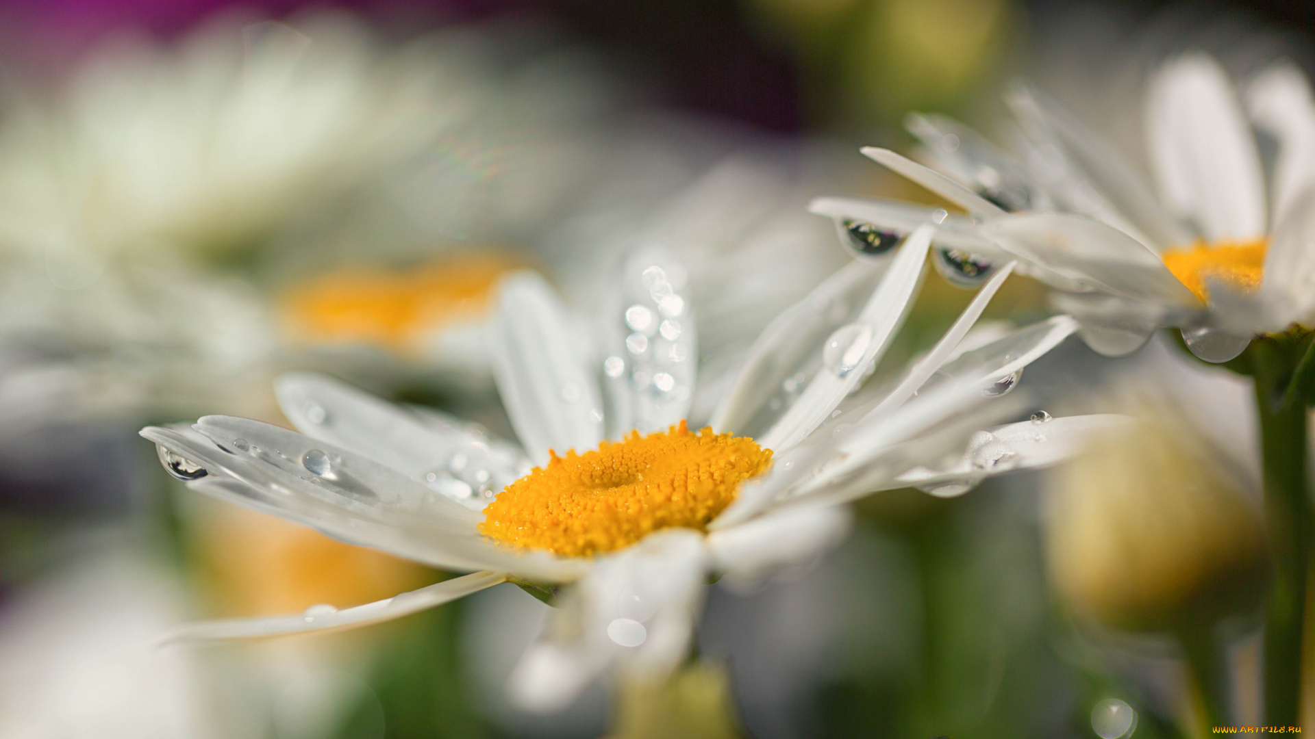 цветы, ромашки, поле, цветение