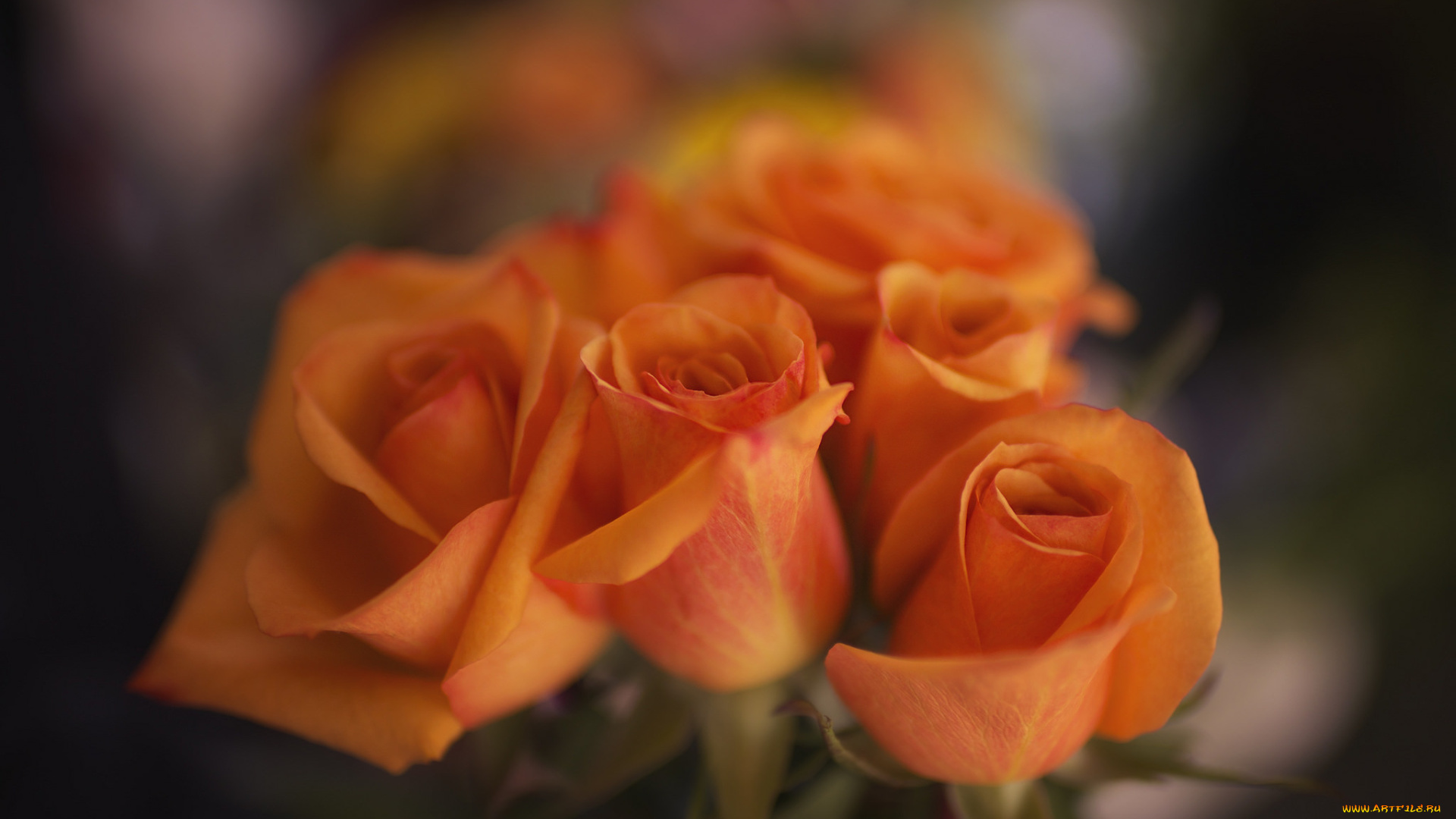 цветы, розы, лепестки, розовая, бутон, роза, цветение