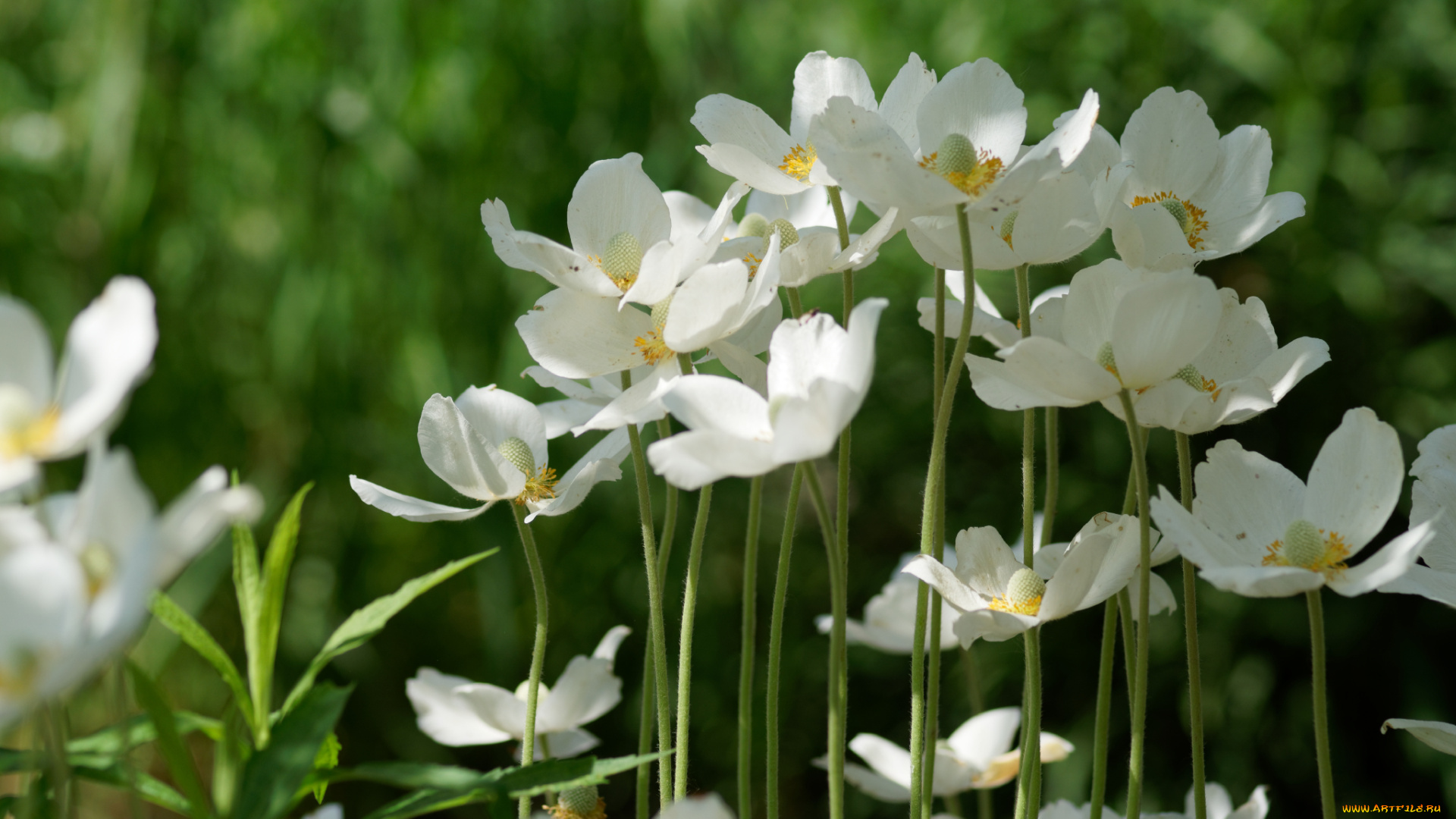 цветы, ветреницы, , печёночницы, цветение, белые, лепестки