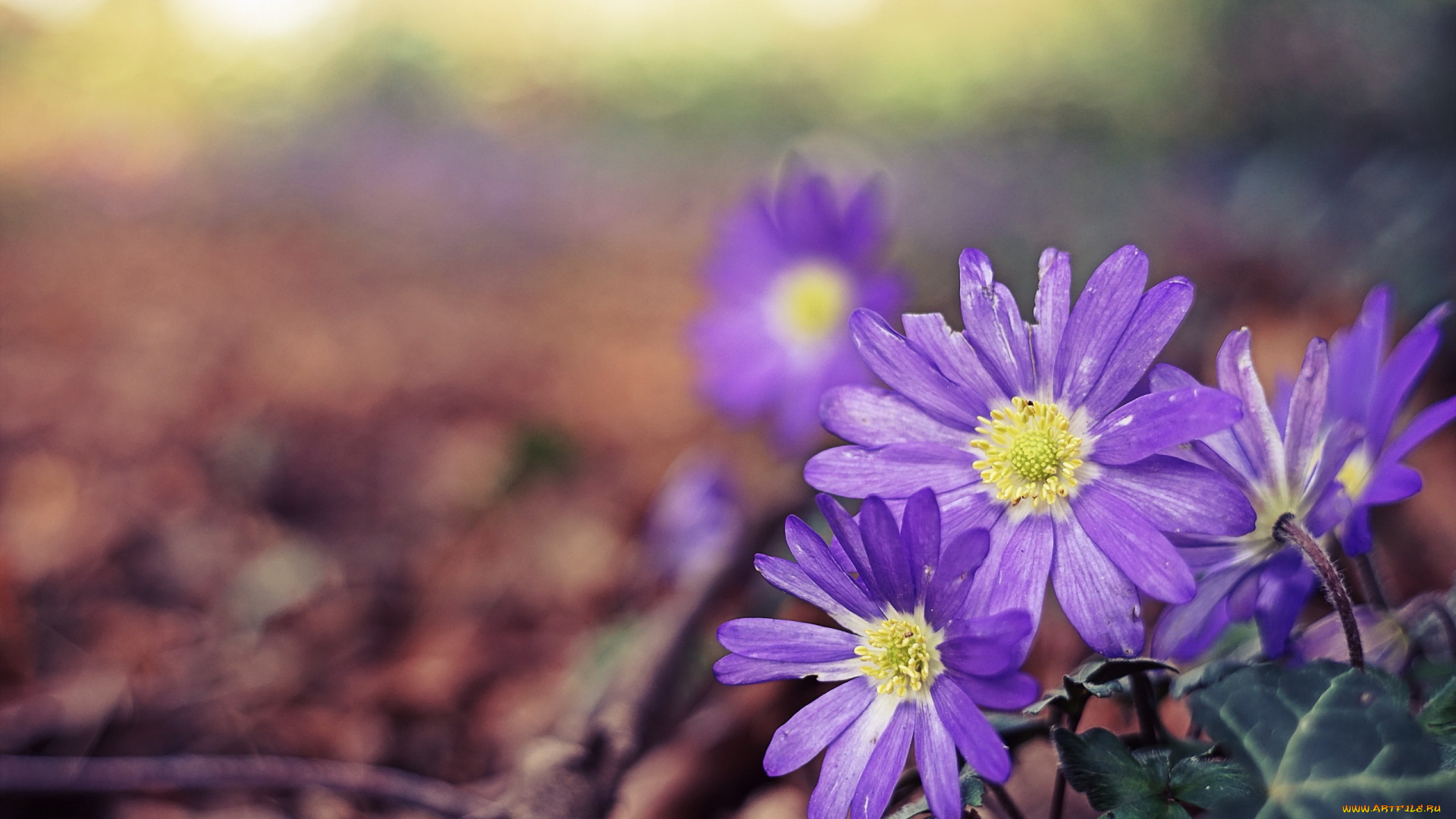 цветы, ветреницы, , печёночницы, фон, природа