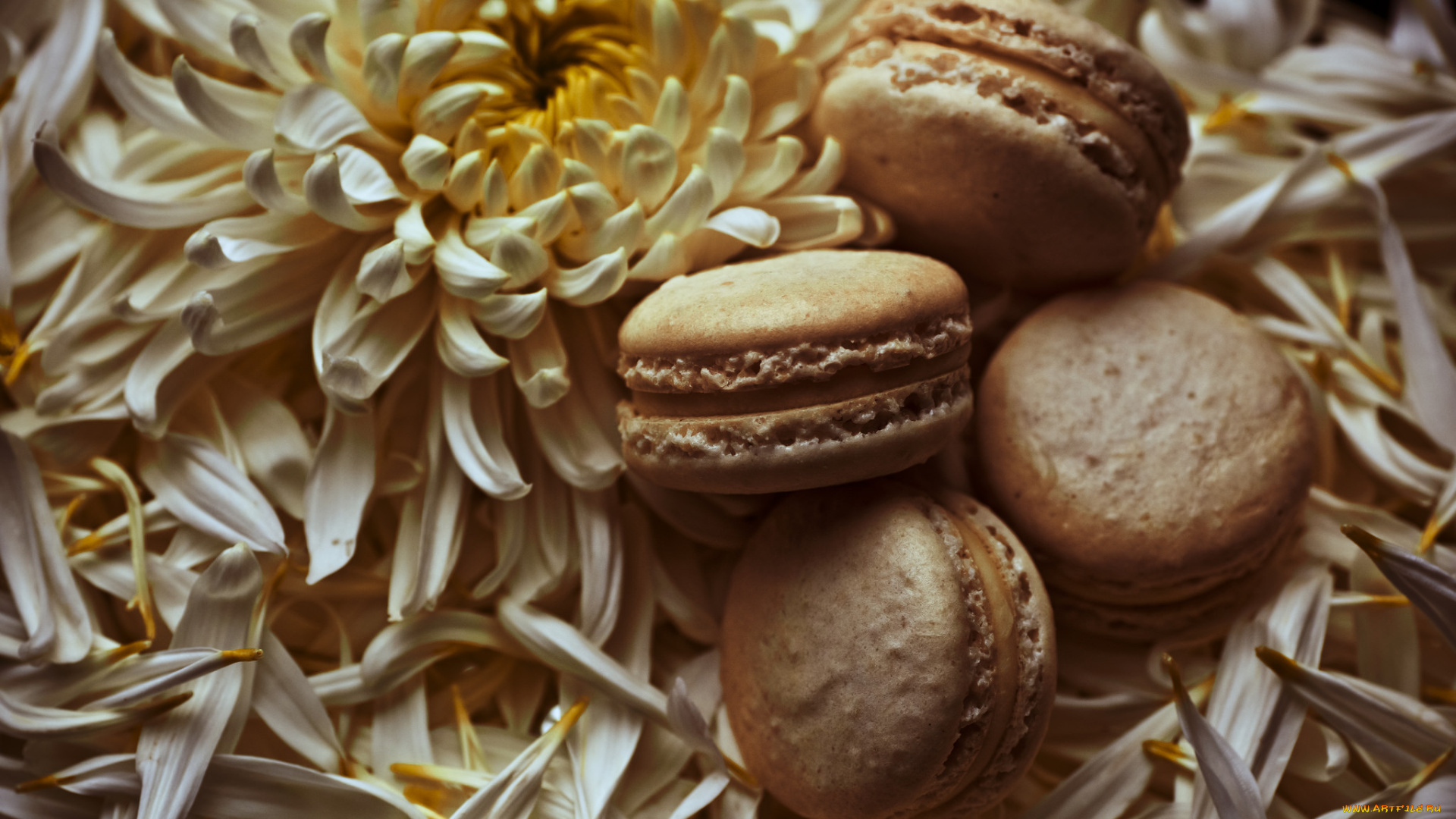 еда, макаруны, лепестки, цветы, печенье