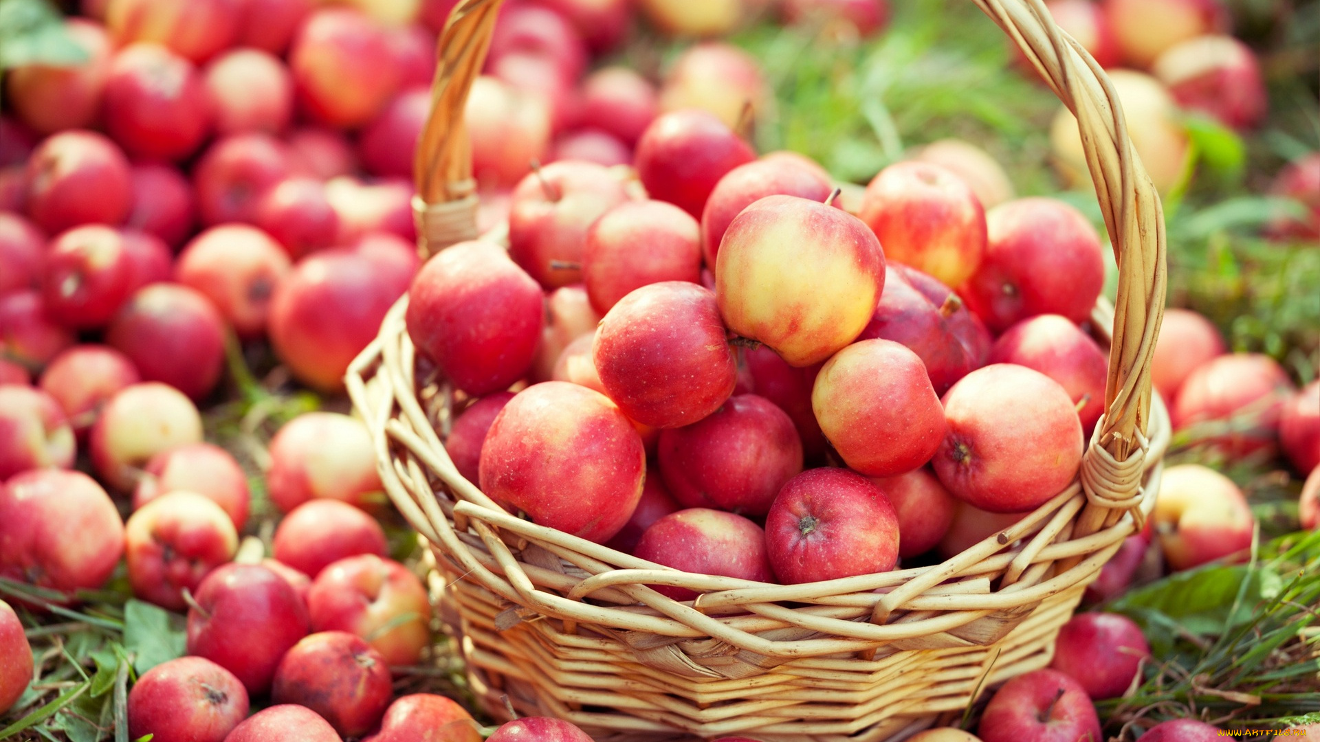 еда, Яблоки, корзина