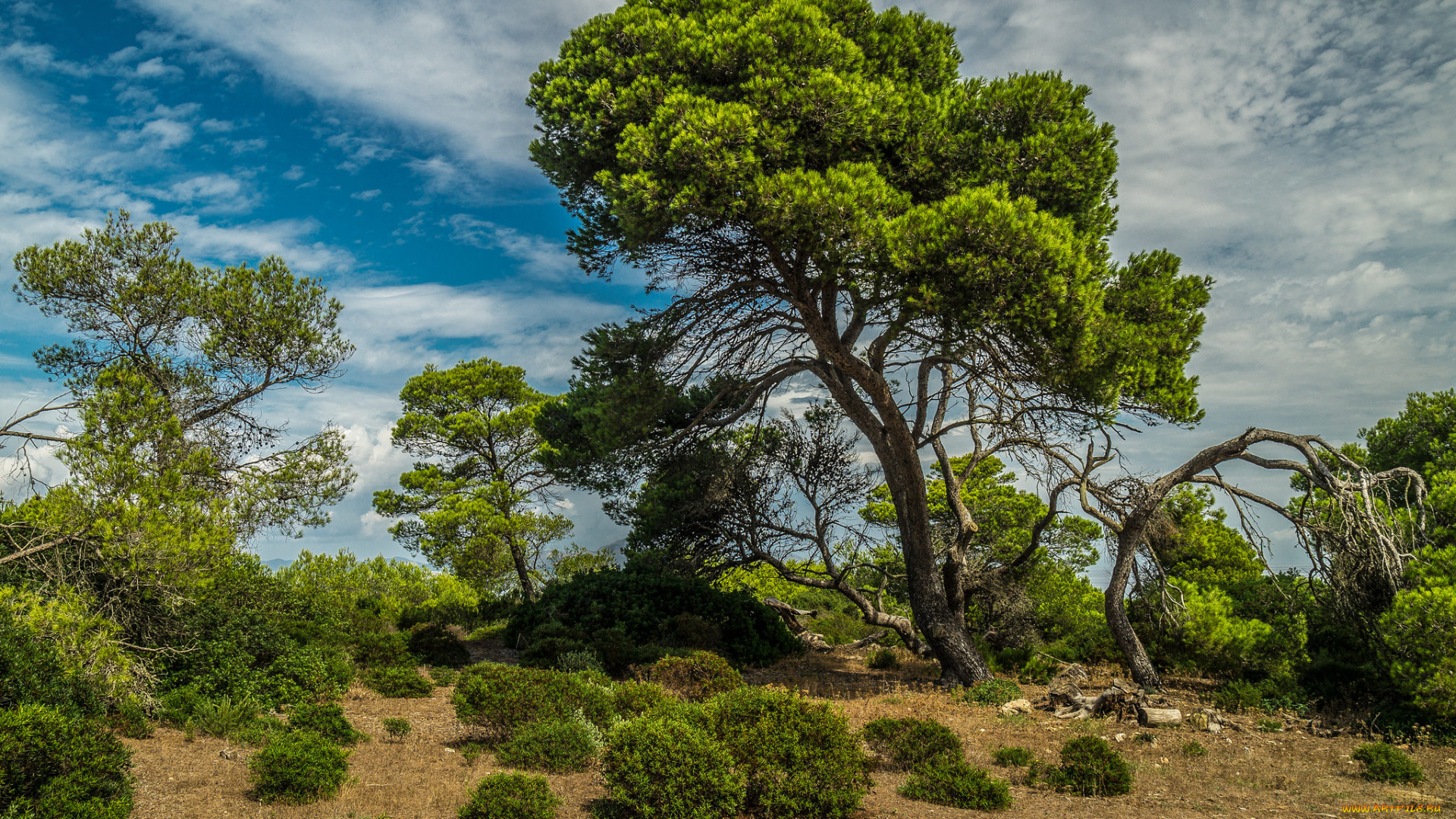 природа, деревья, простор