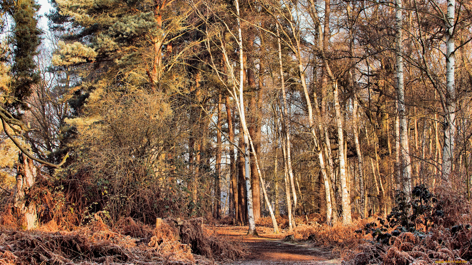 природа, лес, простор