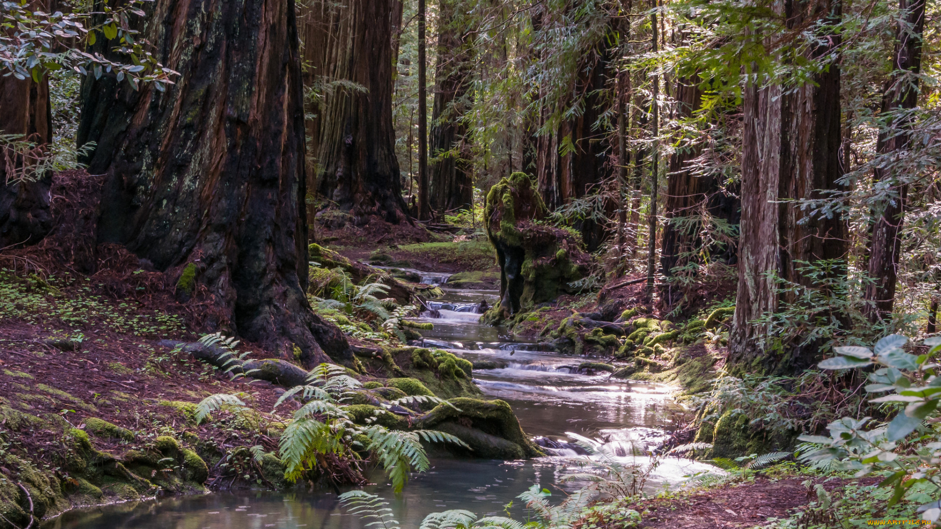 природа, лес, простор