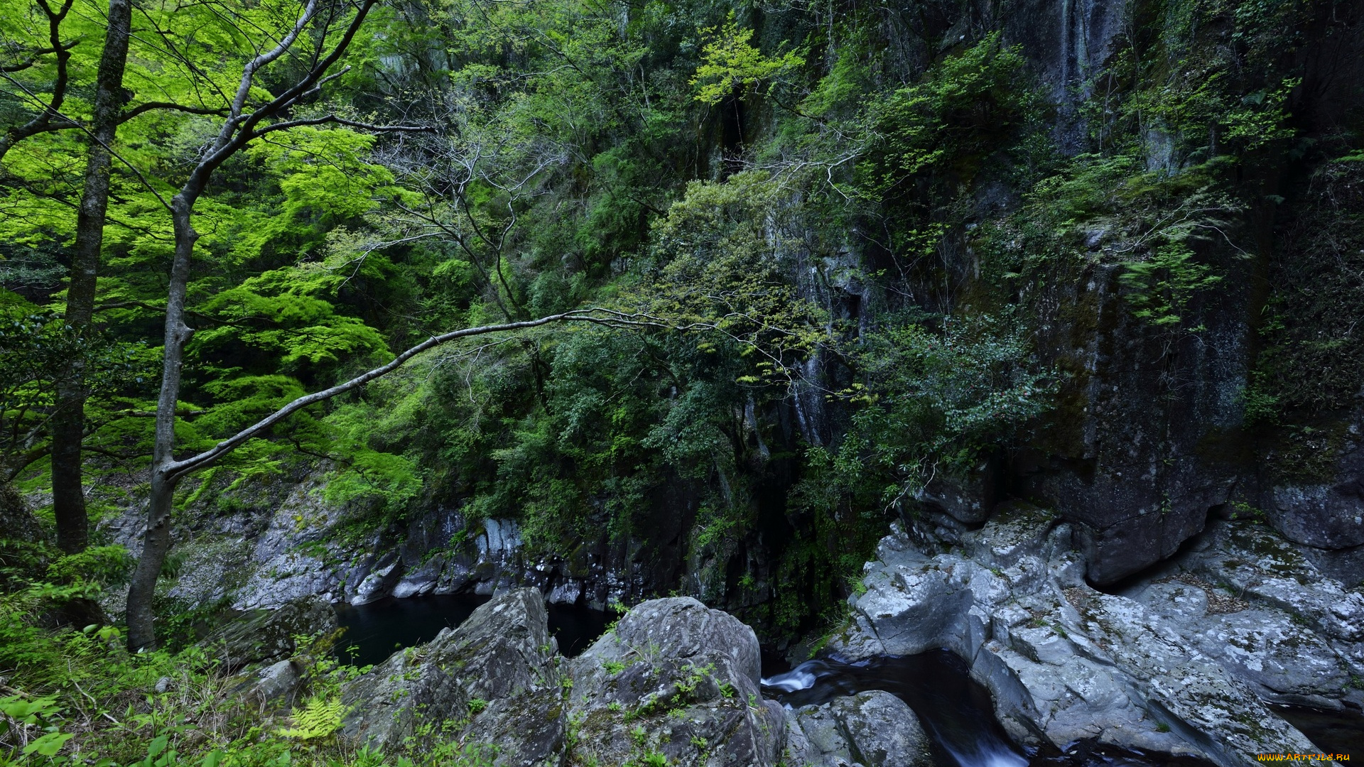 природа, пейзажи, деревья, камни
