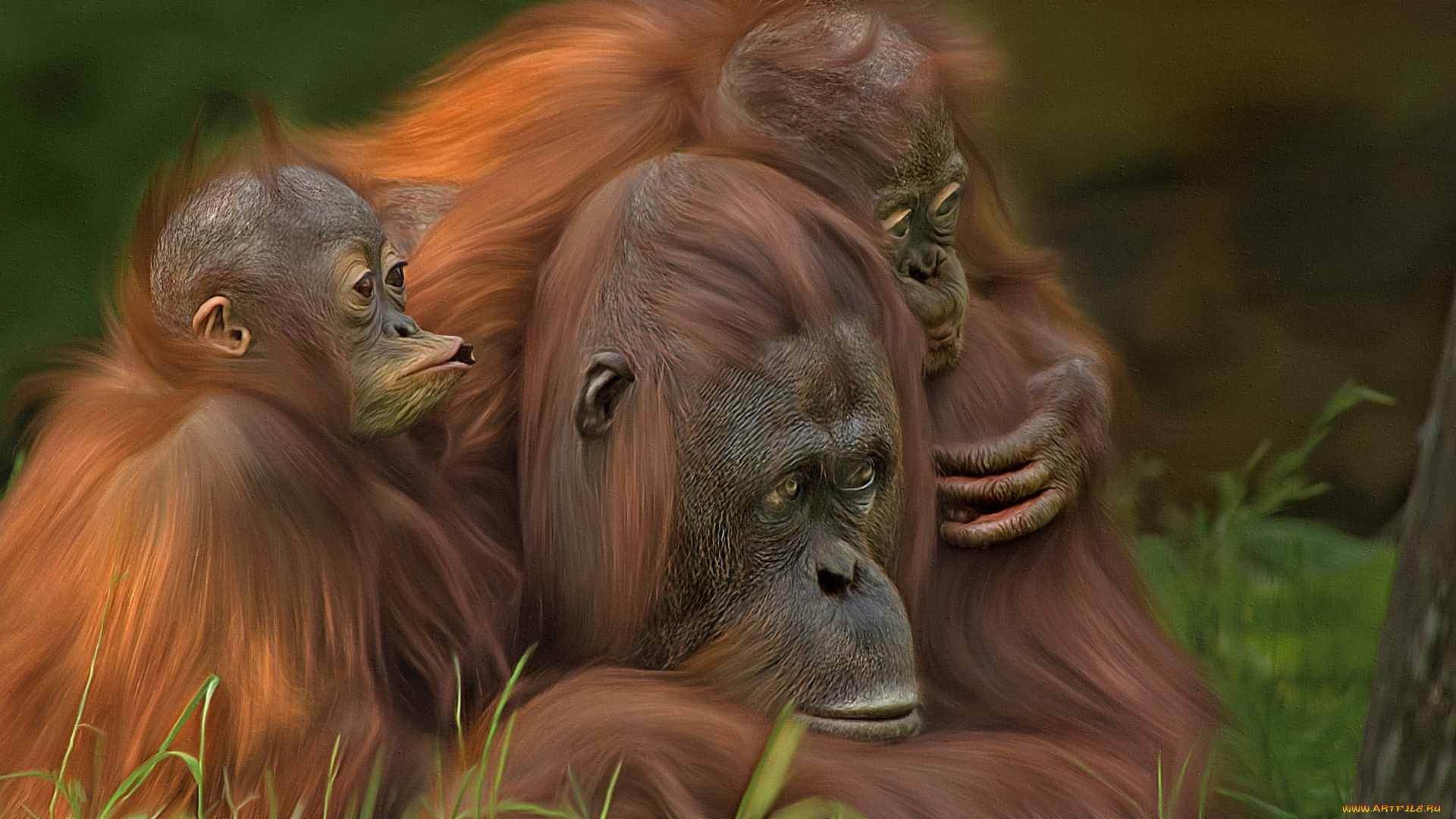 разное, компьютерный, дизайн, детеныши, трое, семья