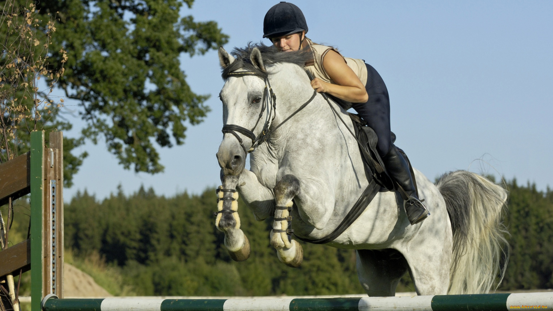 спорт, конный, спорт, девушка, наездница, препятствие, деревья