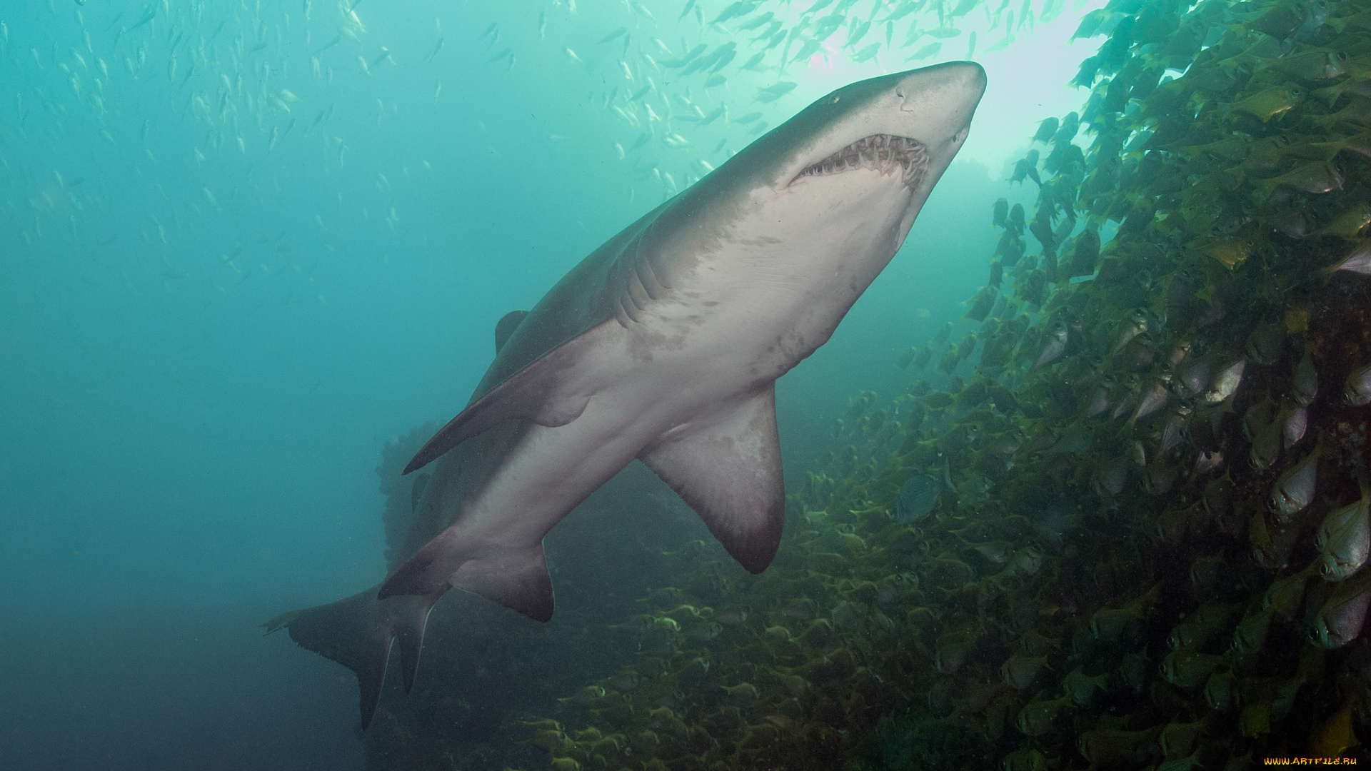 животные, акулы, хищник