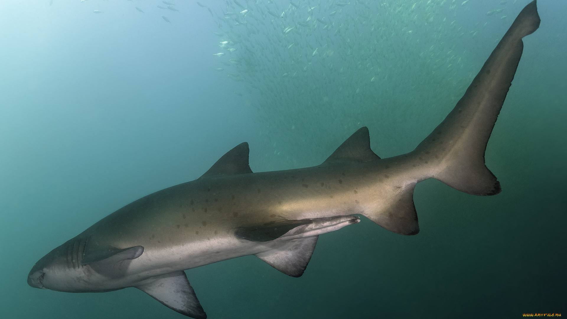 животные, акулы, хищник