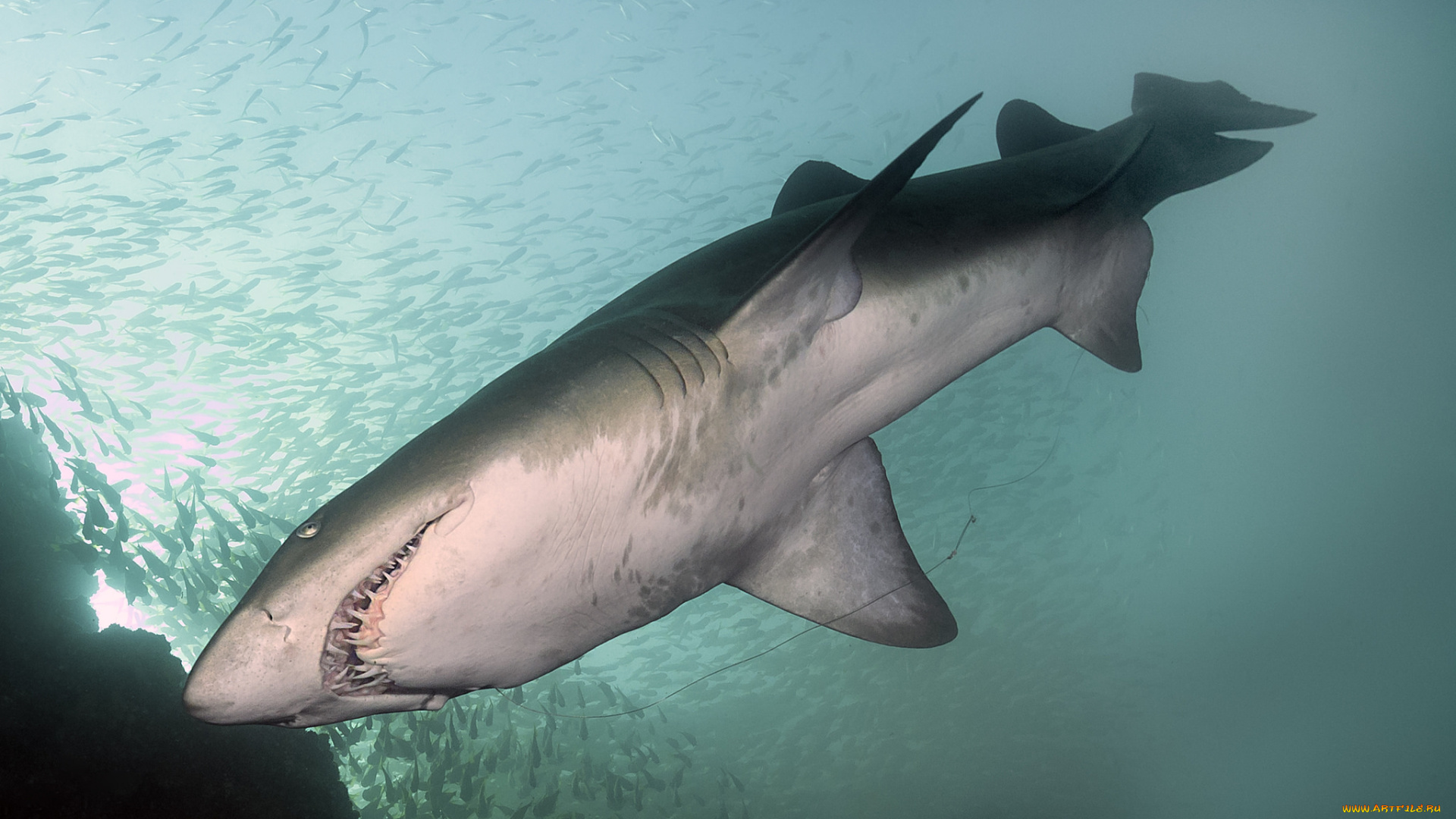 животные, акулы, хищник