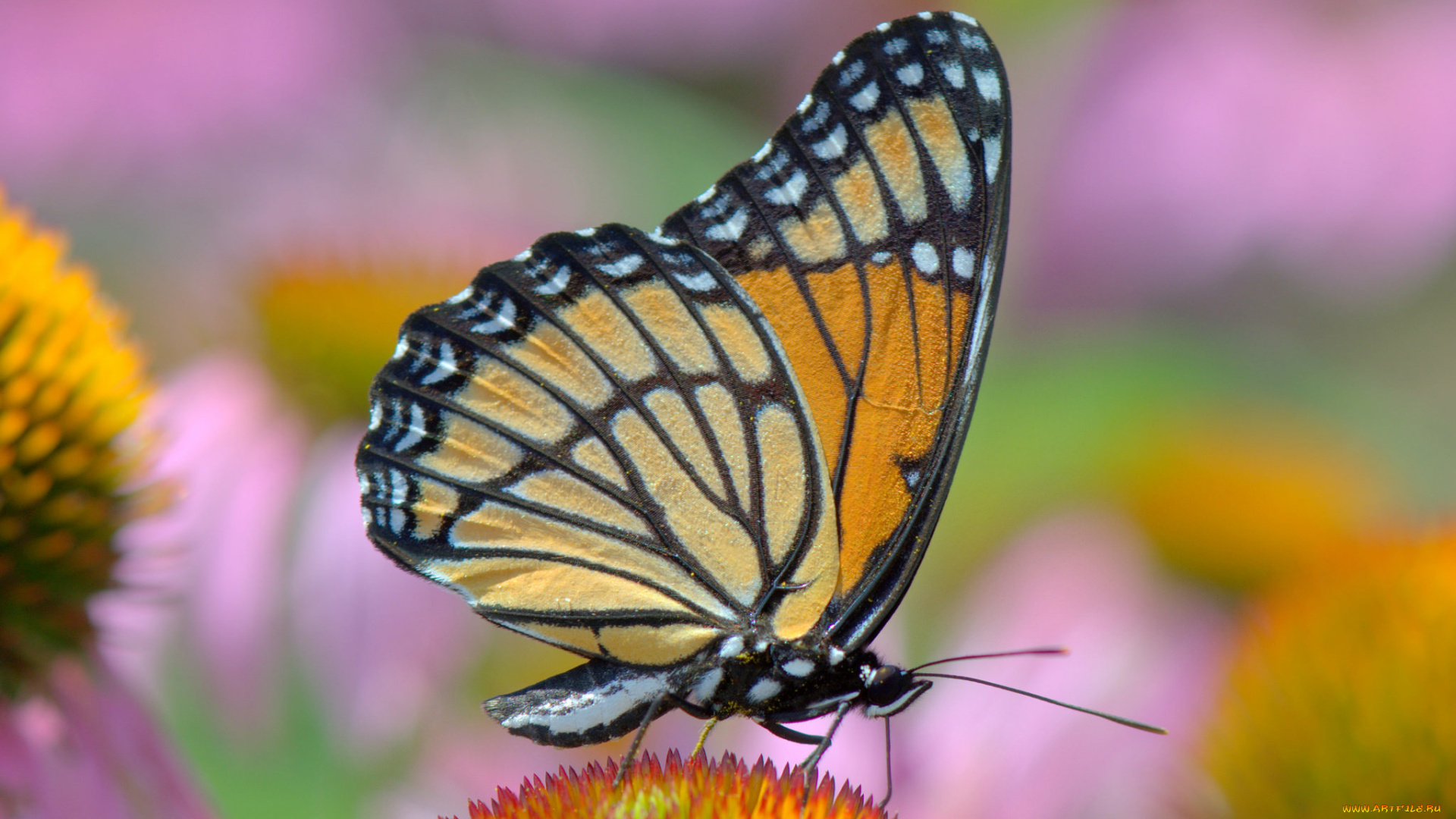 животные, бабочки, , мотыльки, , моли, расцветка, colors, butterfly, brightness, яркость, бабочка