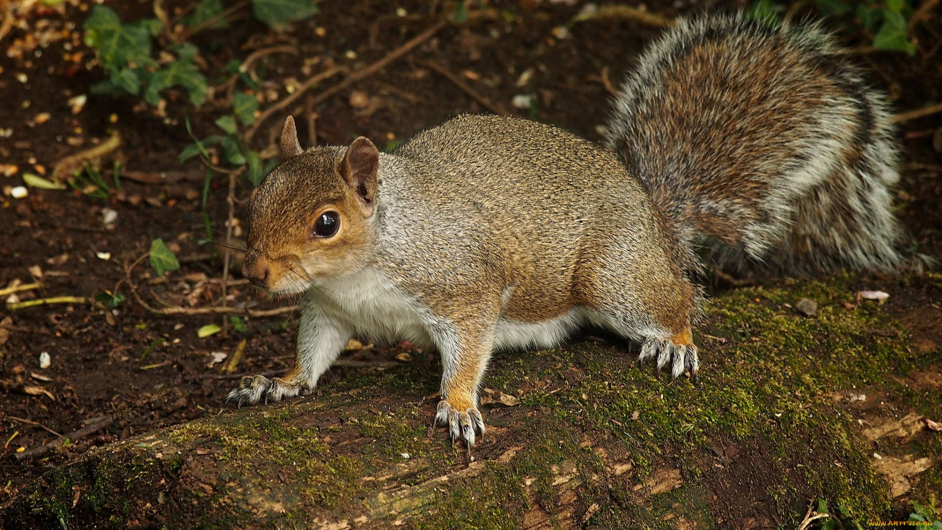 животные, белки, белка