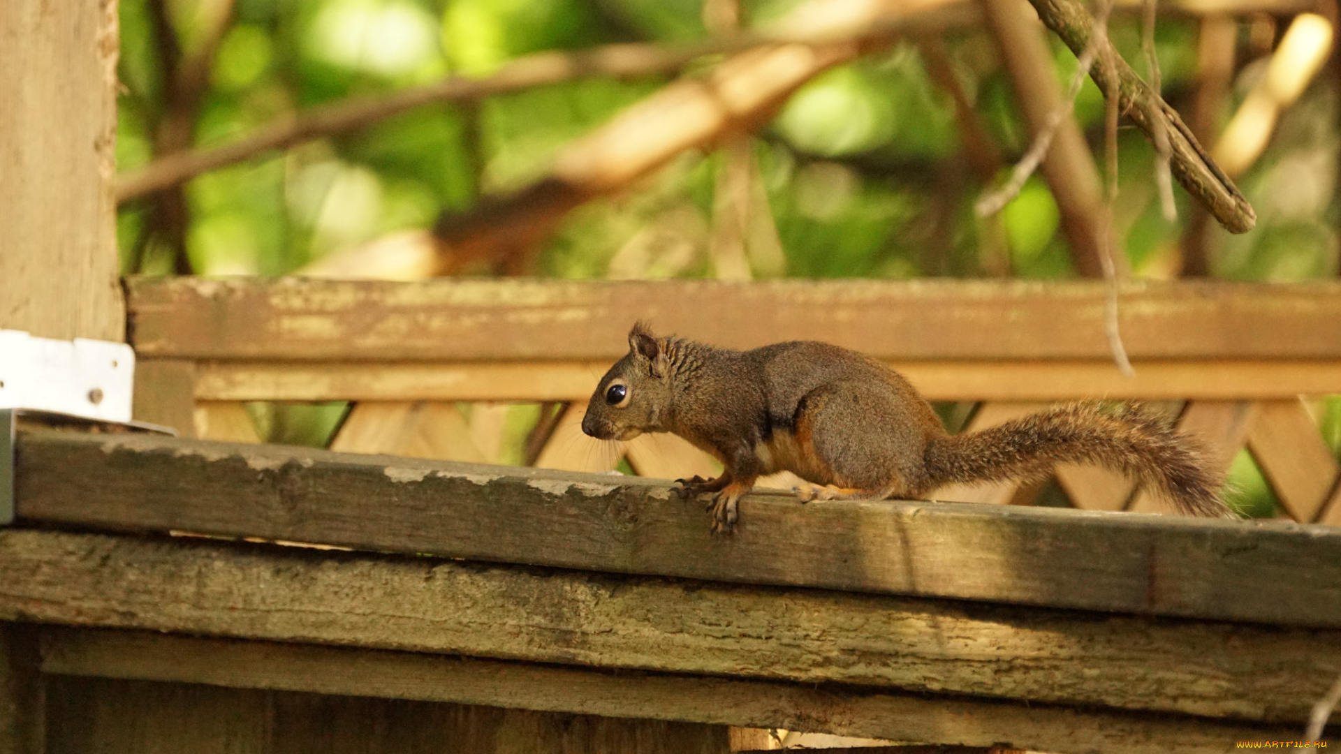 животные, белки, милашка, белка, ушка, лапки, хвостик