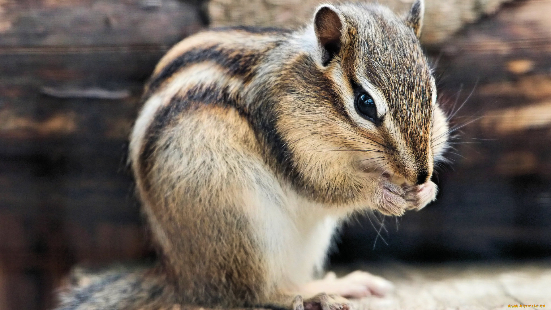 животные, бурундуки, полосатый