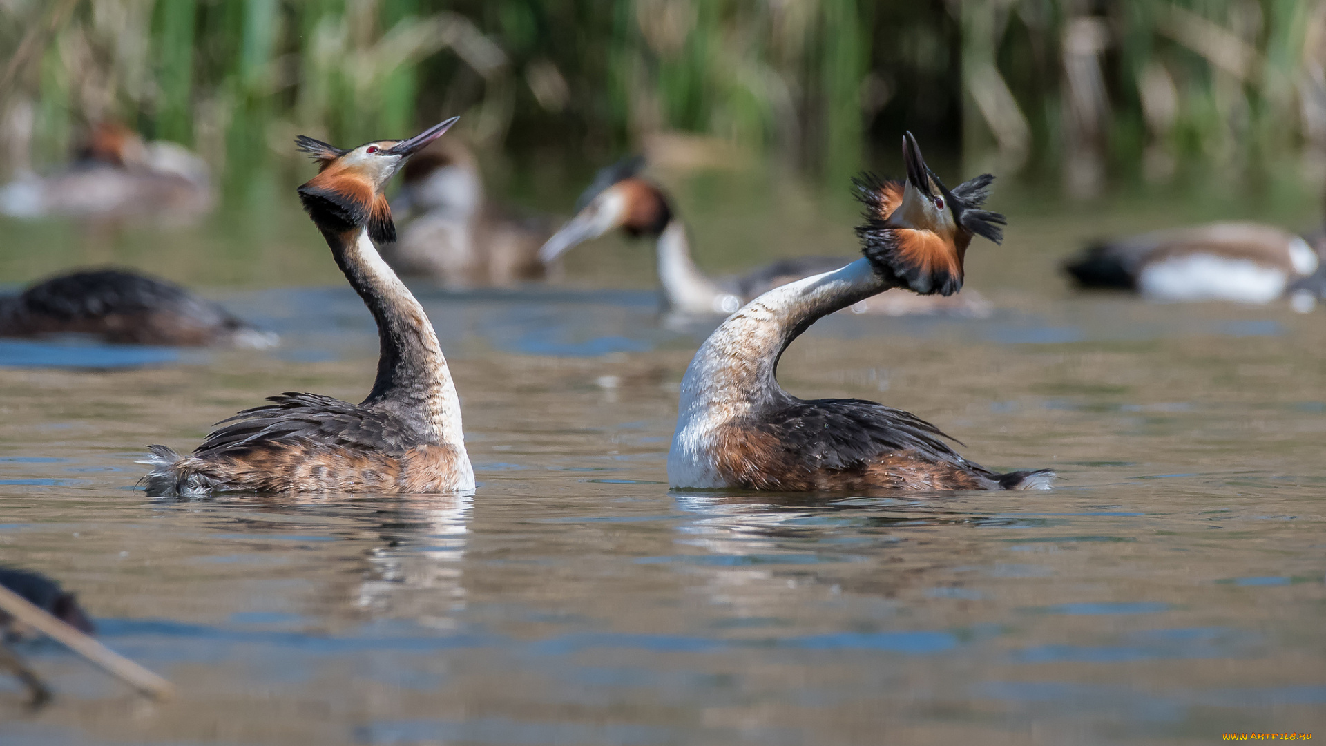 животные, Чомги, , поганки, поганка, вода, пара, чемга